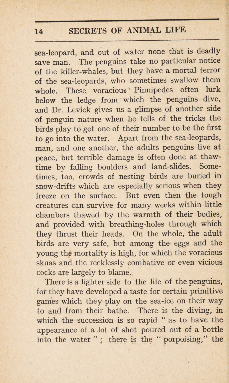 sea-leopard, and out of water none that is deadly save man. The penguins take no particular notice of the killer-whales, but they have a mortal terror of the sea-leopards, who sometimes swallow them whole. These voracious Pinnipedes often lurk below the ledge from which the penguins dive, and Dr. Levick gives us a glimpse of another side of penguin nature when he tells of the tricks the birds play to get one of their number to be the first to go into the water. Apart from the sea-leopards, man, and one another, the adults penguins live at peace, but terrible damage is often done at thaw- time by failing boulders and land-slides. Some- times, too, crowds of nesting birds are buried in snow-drifts which are especially serious when they freeze on the surface. But even then the tough creatures can survive for many weeks within little chambers thawed by the warmth of their bodies, and provided with breathing-holes through which they thrust their heads. On the whole, the adult birds are very safe, but among the eggs and the young the mortality is high, for which the voracious skuas and the recklessly combative or even vicious cocks are largely to blame. There is a lighter side to the life of the penguins, for they have developed a taste for certain primitive games which they play on the sea-ice on their way to and from their bathe. There is the diving, in which the succession is so rapid “as to have the appearance of a lot of shot poured out of a bottle into the water ” ; there is the “ porpoising,” the