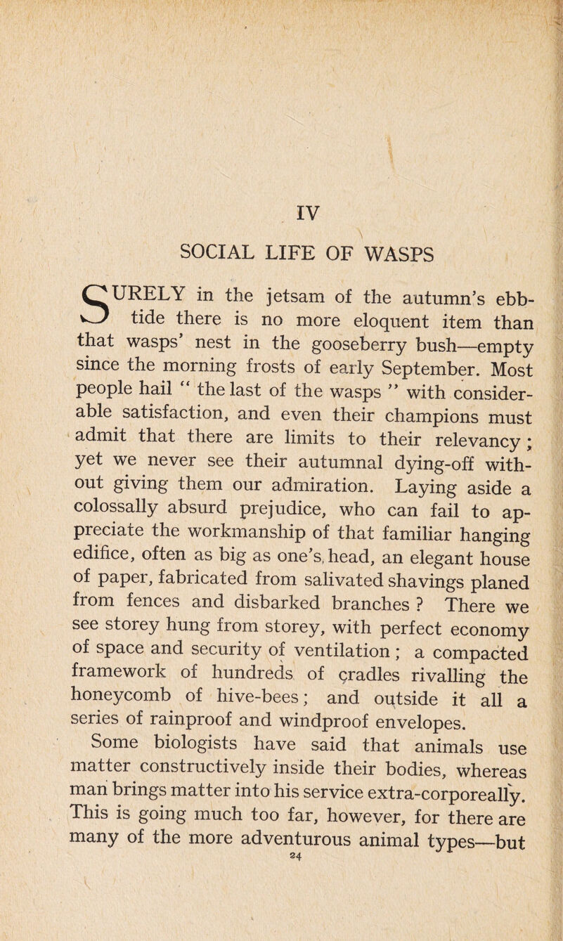 IV SOCIAL LIFE OF WASPS SURELY in the jetsam of the autumn’s ebb- tide there is no more eloquent item than that wasps’ nest in the gooseberry bush—empty since the morning frosts of early September. Most people hail “ the last of the wasps ” with consider- able satisfaction, and even their champions must admit that there are limits to their relevancy ; yet we never see their autumnal dying-off with- out giving them our admiration. Laying aside a colossally absurd prejudice, who can fail to ap- preciate the workmanship of that familiar hanging edifice, often as big as one’s, head, an elegant house of paper, fabricated from salivated shavings planed from fences and disbarked branches ? There we see storey hung from storey, with perfect economy of space and security of ventilation ; a compacted framework of hundreds of qradles rivalling the honeycomb of hive-bees; and outside it all a series of rainproof and windproof envelopes. Some biologists have said that animals use matter constructively inside their bodies, whereas man brings matter into his service extra-corporeally. This is going much too far, however, for there are many of the more adventurous animal types—but