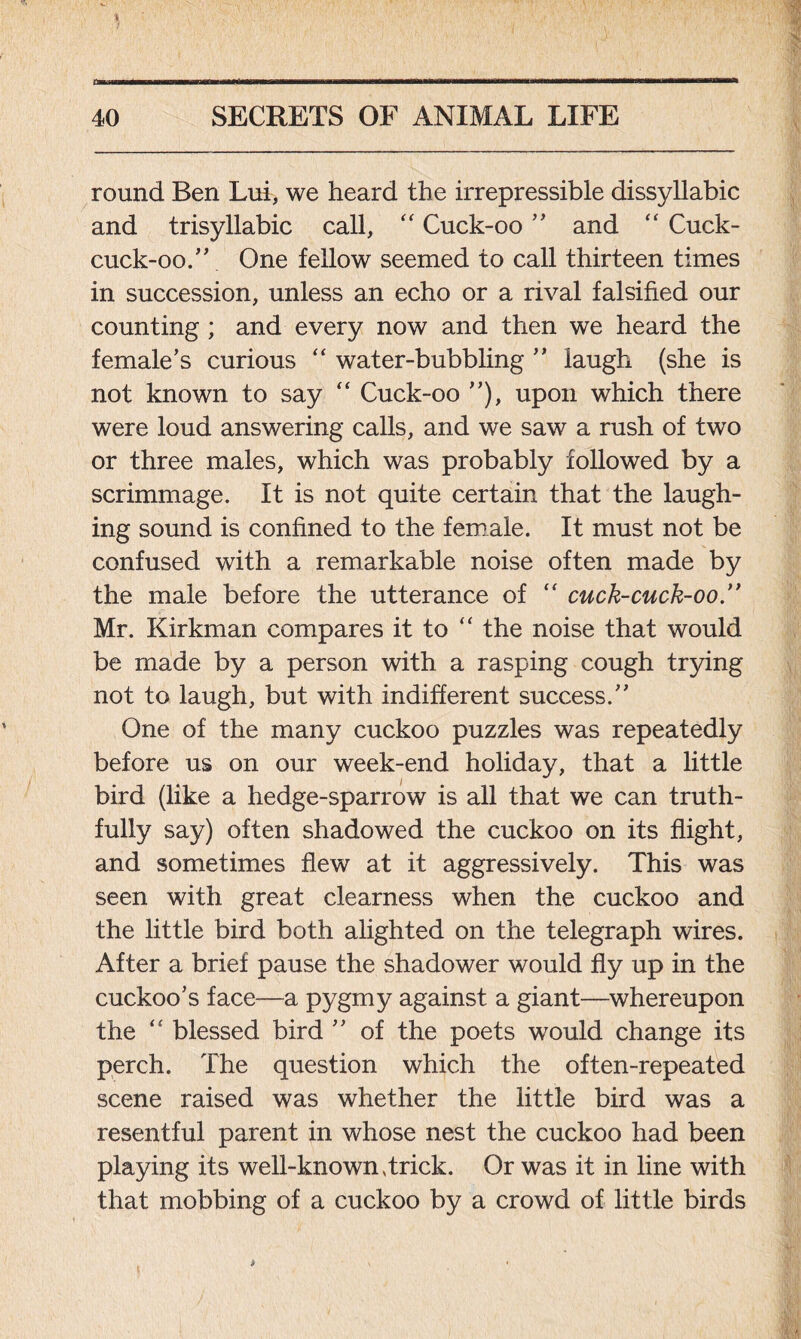 * rmavm 40 SECRETS OF ANIMAL LIFE round Ben Lui, we heard the irrepressible dissyllabic and trisyllabic call, “ Cuck-oo ” and “ Cuck- cuck-oo.” One fellow seemed to call thirteen times in succession, unless an echo or a rival falsified our counting ; and every now and then we heard the female’s curious “ water-bubbling ” laugh (she is not known to say “ Cuck-oo ”), upon which there were loud answering calls, and we saw a rush of two or three males, which was probably followed by a scrimmage. It is not quite certain that the laugh- ing sound is confined to the female. It must not be confused with a remarkable noise often made by the male before the utterance of “ cuck-cuck-oo.’> Mr. Kirkman compares it to “ the noise that would be made by a person with a rasping cough trying not to laugh, but with indifferent success.” One of the many cuckoo puzzles was repeatedly before us on our week-end holiday, that a little bird (like a hedge-sparrow is all that we can truth- fully say) often shadowed the cuckoo on its flight, and sometimes flew at it aggressively. This was seen with great clearness when the cuckoo and the little bird both alighted on the telegraph wires. After a brief pause the shadower would fly up in the cuckoo’s face—a pygmy against a giant—whereupon the ‘‘ blessed bird ” of the poets would change its perch. The question which the often-repeated scene raised was whether the little bird was a resentful parent in whose nest the cuckoo had been playing its well-known Trick. Or was it in line with that mobbing of a cuckoo by a crowd of little birds