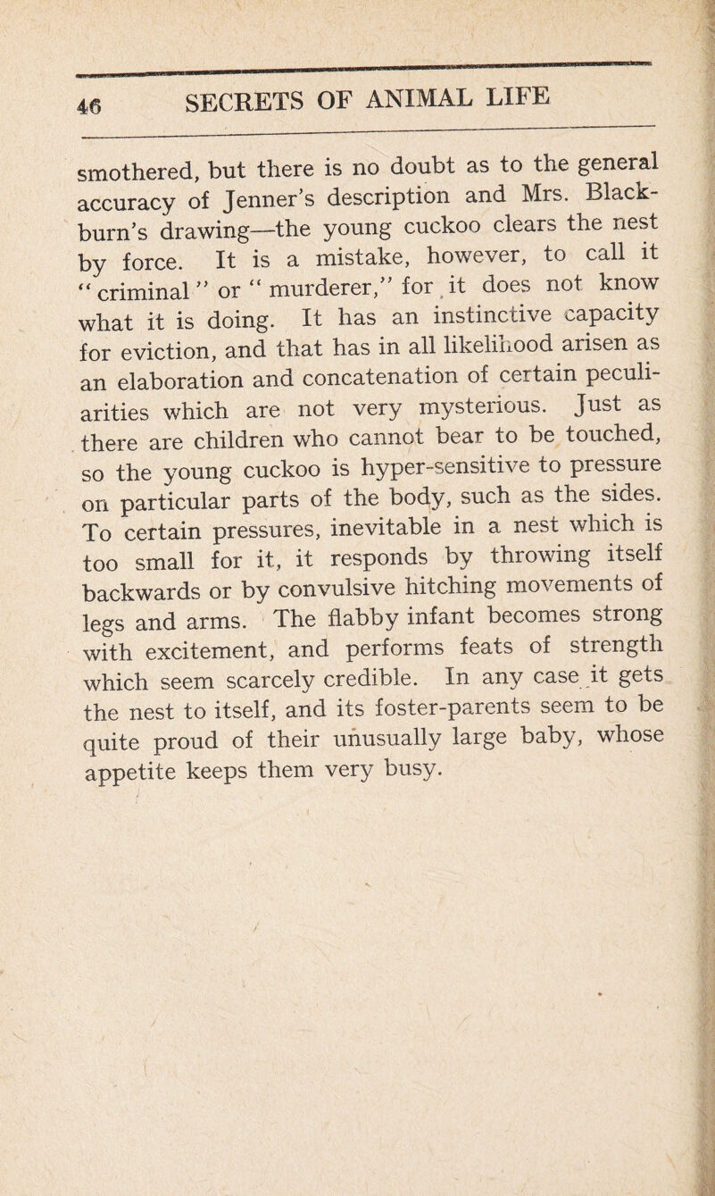 smothered, but there is no doubt as to the general accuracy of Jenners description and Mrs. BlacK- burn’s drawing—the young cuckoo clears the nest by force. It is a mistake, however, to call it f< criminal ” or “ murderer, for it does not know what it is doing. It has an instinctive capacity for eviction, and that has in all likelinood arisen as an elaboration and concatenation of certain peculi arities which are not very mysterious. Just as there are children who cannot bear to be touched, so the young cuckoo is hyper-sensitive to pressure on particular parts of the body, such as the sides. To certain pressures, inevitable in a nest which is too small for it, it responds by throwing itself backwards or by convulsive hitching movements of legs and arms. The flabby infant becomes strong with excitement, and performs feats of strength which seem scarcely credible. In any case it gets the nest to itself, and its foster-parents seem to be quite proud of their unusually large baby, whose appetite keeps them very busy.