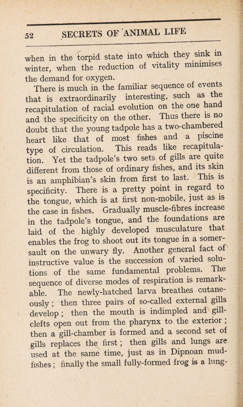 when in the torpid state into which they sink m winter, when the reduction of vitality minimises the demand for oxygen. There is much in the familiar sequence of events that is extraordinarily interesting, such as the recapitulation of racial evolution on the one han and the specificity on the other. Thus there is no doubt that the young tadpole has a two-chambered heart like that of most fishes and a piscine type of circulation. This reads like recapitula- tion. Yet the tadpole’s two sets of gills are quite different from those of ordinary fishes, and its skin is an amphibian’s skin from first to last. This is specificity. There is a pretty point in regard to the tongue, which is at first non-mobile, just as is the case in fishes. Gradually muscle-fibres increase in the tadpole’s tongue, and the foundations are laid of the highly developed musculature that enables the frog to shoot out its tongue in a somer- sault on the unwary fly. Another general fact of instructive value is the succession of varied solu- tions of the same fundamental problems. The sequence of diverse modes of respiration is remark- able. The newly-hatched larva breathes cutane- ously ; then three pairs of so-called external gills develop ; then the mouth is indimpled and gill- clefts open out from the pharynx to the exterior ; then a gill-chamber is formed and a second set of gills replaces the first; then gills and lungs are used at the same time, just as in Dipnoan mud- fishes ; finally the small fully-formed frog is a lung-