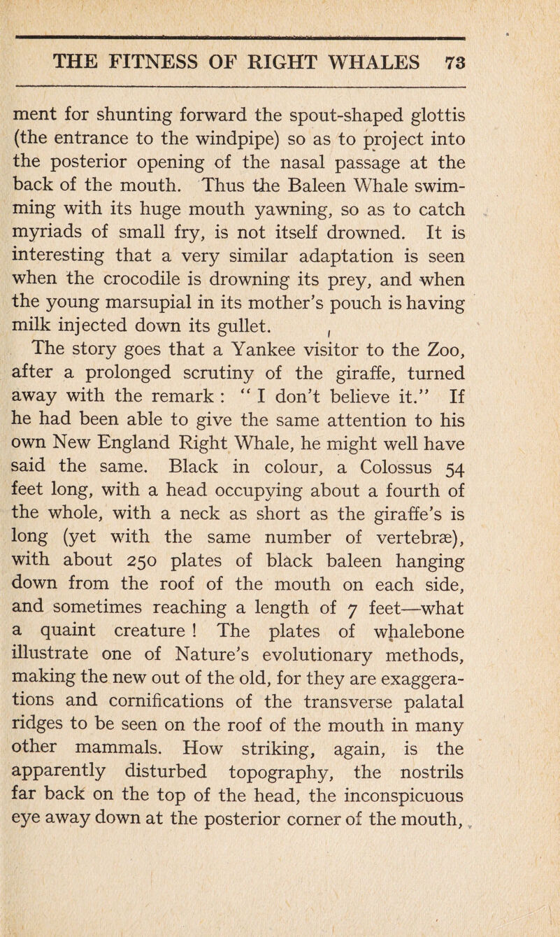 ment for shunting forward the spout-shaped glottis (the entrance to the windpipe) so as to project into the posterior opening of the nasal passage at the back of the mouth. Thus the Baleen Whale swim- ming with its huge mouth yawning, so as to catch myriads of small fry, is not itself drowned. It is interesting that a very similar adaptation is seen when the crocodile is drowning its prey, and when the young marsupial in its mother’s pouch is having milk injected down its gullet. , The story goes that a Yankee visitor to the Zoo, after a prolonged scrutiny of the giraffe, turned away with the remark : “I don’t believe it.” If he had been able to give the same attention to his own New England Right Whale, he might well have said the same. Black in colour, a Colossus 54 feet long, with a head occupying about a fourth of the whole, with a neck as short as the giraffe’s is long (yet with the same number of vertebrae), with about 250 plates of black baleen hanging down from the roof of the mouth on each side, and sometimes reaching a length of 7 feet—what a quaint creature ! The plates of wjialebone illustrate one of Nature’s evolutionary methods, making the new out of the old, for they are exaggera- tions and cornifications of the transverse palatal ridges to be seen on the roof of the mouth in many other mammals. How striking, again, is the apparently disturbed topography, the nostrils far back on the top of the head, the inconspicuous eye away down at the posterior corner of the mouth,