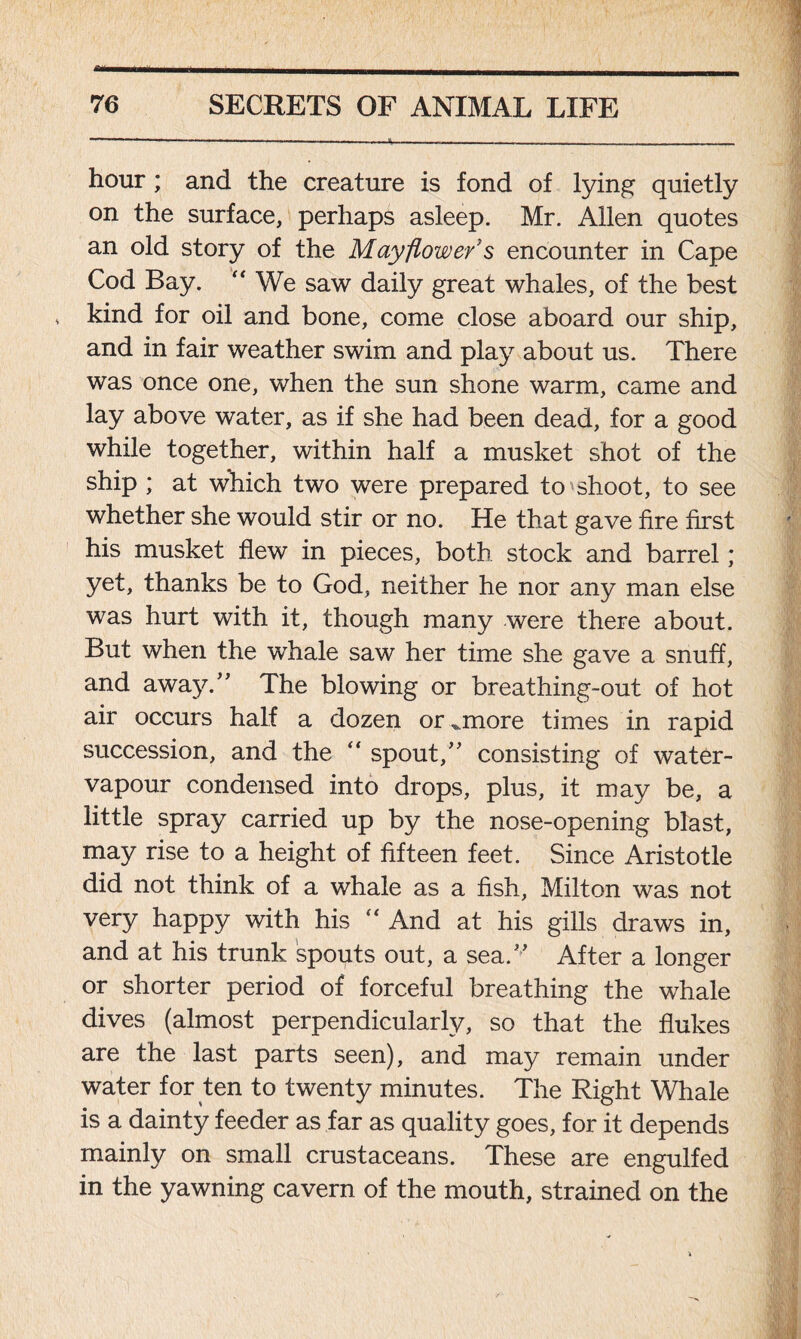 hour; and the creature is fond of lying quietly on the surface, perhaps asleep. Mr. Allen quotes an old story of the Mayflower's encounter in Cape Cod Bay. “ We saw daily great whales, of the best kind for oil and bone, come close aboard our ship, and in fair weather swim and play about us. There was once one, when the sun shone warm, came and lay above water, as if she had been dead, for a good while together, within half a musket shot of the ship ; at which two were prepared to shoot, to see whether she would stir or no. He that gave fire first his musket flew in pieces, both stock and barrel; yet, thanks be to God, neither he nor any man else was hurt with it, though many were there about. But when the whale saw her time she gave a snuff, and away.” The blowing or breathing-out of hot air occurs half a dozen or „.more times in rapid succession, and the “ spout,” consisting of water- vapour condensed into drops, plus, it may be, a little spray carried up by the nose-opening blast, may rise to a height of fifteen feet. Since Aristotle did not think of a whale as a fish, Milton was not very happy with his “ And at his gills draws in, and at his trunk spouts out, a sea.” After a longer or shorter period of forceful breathing the whale dives (almost perpendicularly, so that the flukes are the last parts seen), and may remain under water for ten to twenty minutes. The Right Whale is a dainty feeder as far as quality goes, for it depends mainly on small crustaceans. These are engulfed in the yawning cavern of the mouth, strained on the