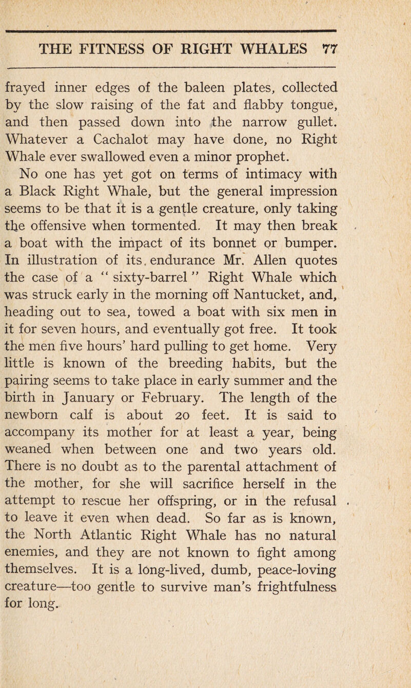 frayed inner edges of the baleen plates, collected by the slow raising of the fat and flabby tongue, and then passed down into the narrow gullet. Whatever a Cachalot may have done, no Right Whale ever swallowed even a minor prophet. No one has yet got on terms of intimacy with a Black Right Whale, but the general impression seems to be that it is a gentle creature, only taking the offensive when tormented. It may then break a boat with the impact of its bonnet or bumper. In illustration of its. endurance Mr. Allen quotes the case of a “ sixty-barrel ” Right Whale which was struck early in the morning off Nantucket, and, heading out to sea, towed a boat with six men in it for seven hours, and eventually got free. It took the men five hours’ hard pulling to get home. Very little is known of the breeding habits, but the pairing seems to take place in early summer and the birth in January or February. The length of the newborn calf is about 20 feet. It is said to t accompany its mother for at least a year, being weaned when between one and two years old. There is no doubt as to the parental attachment of the mother, for she will sacrifice herself in the attempt to rescue her offspring, or in the refusal to leave it even when dead. So far as is known, the North Atlantic Right Whale has no natural enemies, and they are not known to fight among themselves. It is a long-lived, dumb, peace-loving creature—too gentle to survive man’s frightfulness for long.