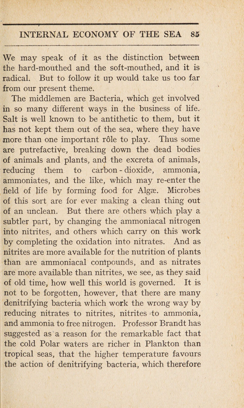 t INTERNAL ECONOMY OF THE SEA 85 We may speak of it as the distinction between the hard-monthed and the soft-mouthed, and it is radical. But to follow it up would take us too far from our present theme. The middlemen are Bacteria, which get involved in so many different ways in the business of life. Salt is well known to be antithetic to them, but it has not kept them out of the sea, where they have more than one important role to play. Thus some are putrefactive, breaking down the dead bodies of animals and plants, and the excreta of animals, reducing them to carbon - dioxide, ammonia, ammoniates, and the like, which may re-enter the field of life by forming food for Algae. Microbes of this sort are for ever making a clean thing out of an unclean. But there are others which play a subtler part, by changing the ammoniacal nitrogen into nitrites, and others which carry on this work by completing the oxidation into nitrates. And as nitrites are more available for the nutrition of plants than are ammoniacal conlpounds, and as nitrates are more available than nitrites, we see, as they said of old time, how well this world is governed. It is not to be forgotten, however, that there are many denitrifying bacteria which work the wrong way by reducing nitrates to nitrites, nitrites to ammonia, and ammonia to free nitrogen. Professor Brandt has suggested as a reason for the remarkable fact that the cold Polar waters are richer in Plankton than tropical seas, that the higher temperature favours the action of denitrifying bacteria, which therefore