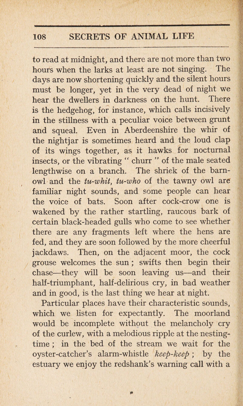 to read at midnight, and there are not more than two hours when the larks at least are not singing. The days are now shortening quickly and the silent hours must be longer, yet in the very dead of night we hear the dwellers in darkness on the hunt. There is the hedgehog, for instance, which calls incisively in the stillness with a peculiar voice between grunt and squeal. Even in Aberdeenshire the whir of the nightjar is sometimes heard and the loud clap of its wings together, as it hawks for nocturnal insects, or the vibrating “ churr ” of the male seated lengthwise on a branch. The shriek of the barn- owl and the tu-whit, tu-who of the tawny owl are familiar night sounds, and some people can hear the voice of bats. Soon after cock-crow one is wakened by the rather startling, raucous bark of certain black-headed gulls who come to see whether there are any fragments left where the hens are fed, and they are soon followed by the more cheerful jackdaws. Then, on the adjacent moor, the cock grouse welcomes the sun; swifts then begin their chase—they will be soon leaving us—and their half-triumphant, half-delirious cry, in bad weather and in good, is the last thing we hear at night. Particular places have their characteristic sounds, which we listen for expectantly. The moorland would be incomplete without the melancholy cry of the curlew, with a melodious ripple at the nesting- time ; in the bed of the stream we wait for the oyster-catcher’s alarm-whistle keep-keep; by the estuary we enjoy the redshank’s warning call with a