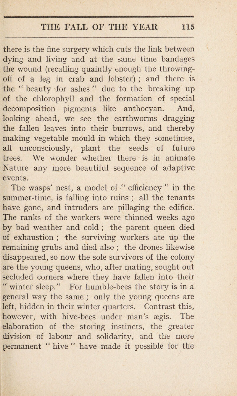 there is the fine surgery which cuts the link between dying and living and at the same time bandages the wound (recalling quaintly enough the throwing- off of a leg in crab and lobster) ; and there is the “ beauty for ashes ” due to the breaking up of the chlorophyll and the formation of special decomposition pigments like anthocyan. And, looking ahead, we see the earthworms dragging the fallen leaves into their burrows, and thereby making vegetable mould in which they sometimes, all unconsciously, plant the seeds of future trees. We wonder whether there is in animate Nature any more beautiful sequence of adaptive events. The wasps’ nest, a model of “ efficiency ” in the summer-time, is falling into ruins ; all the tenants have gone, and intruders are pillaging the edifice. The ranks of the workers were thinned weeks ago by bad weather and cold ; the parent queen died of exhaustion ; the surviving workers ate up the remaining grubs and died also ; the drones likewise disappeared, so now the sole survivors of the colony are the young queens, who, after mating, sought out secluded corners where they have fallen into their “ winter sleep.” For humble-bees the story is in a general way the same ; only the young queens are left, hidden in their winter quarters. Contrast this, however, with hive-bees under man’s aegis. The elaboration of the storing instincts, the greater division of labour and solidarity, and the more permanent “ hive ” have made it possible for the