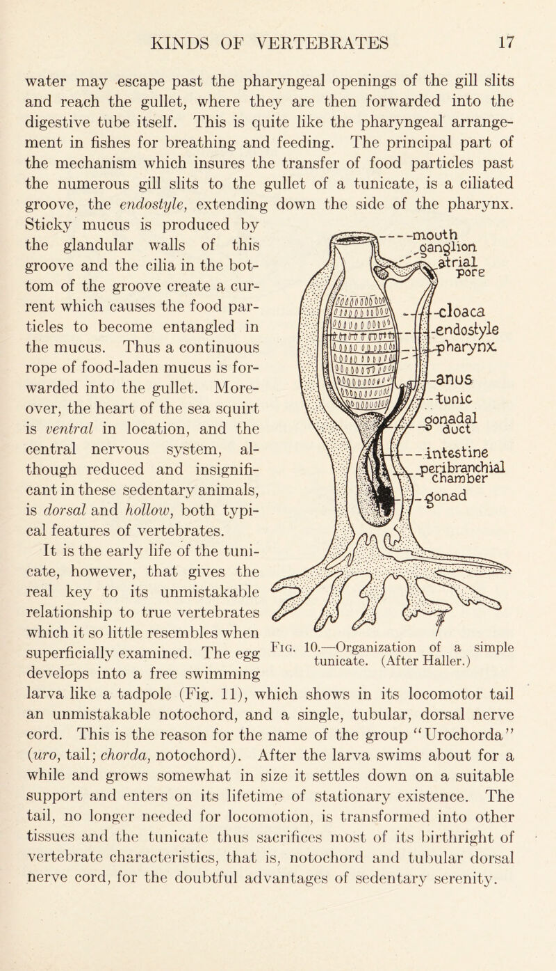 water may escape past the pharyngeal openings of the gill slits and reach the gullet, where they are then forwarded into the digestive tube itself. This is quite like the pharyngeal arrange- ment in fishes for breathing and feeding. The principal part of the mechanism which insures the transfer of food particles past the numerous gill slits to the gullet of a tunicate, is a ciliated groove, the endostyle, extending down the side of the pharynx. Sticky mucus is produced by the glandular walls of this groove and the cilia in the bot- tom of the groove create a cur- rent which causes the food par- ticles to become entangled in the mucus. Thus a continuous rope of food-laden mucus is for- warded into the gullet. More- over, the heart of the sea squirt is ventral in location, and the central nervous system, al- though reduced and insignifi- cant in these sedentary animals, is dorsal and hollow, both typi- cal features of vertebrates. It is the early life of the tuni- cate, however, that gives the real key to its unmistakable relationship to true vertebrates which it so little resembles when superficially examined. The egg Fig' 1 tunicaten^(After Haller ) simp^e develops into a free swimming larva like a tadpole (Fig. 11), which shows in its locomotor tail an unmistakable notochord, and a single, tubular, dorsal nerve cord. This is the reason for the name of the group “Urochorda” (uro, tail; chorda, notochord). After the larva swims about for a while and grows somewhat in size it settles down on a suitable support and enters on its lifetime of stationary existence. The tail, no longer needed for locomotion, is transformed into other tissues and the tunicate thus sacrifices most of its birthright of vertebrate characteristics, that is, notochord and tubular dorsal nerve cord, for the doubtful advantages of sedentary serenity. * mouth pandliori 3 atrial ' pore tycloaca -endostyle pharynx -anus tunic oonadal duct ---intestine peribranchial chamber