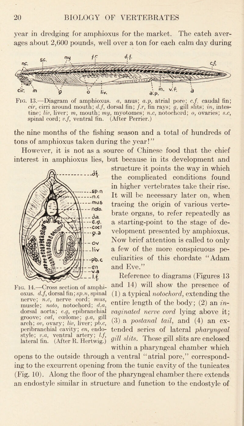 year in dredging for amphioxus for the market. The catch aver- ages about 2,600 pounds, well over a ton for each calm day during Fig. 13.—Diagram of amphioxus. a, anus; a.p, atrial pore; c.f caudal fin; cir, cirri around mouth; d.f, dorsal fin; f.r, fin rays; g, gill slits; in, intes- tine; liv, liver; m, mouth; my, myotomes; n.c, notochord; o, ovaries; s.c, spinal cord; v.f, ventral fin. (After Perrier.) the nine months of the fishing season and a total of hundreds of tons of amphioxus taken during the year!” However, it is not as a source of Chinese food that the chief interest in amphioxus lies, but because in its development and structure it points the way in which the complicated conditions found in higher vertebrates take their rise. It will be necessary later on, when tracing the origin of various verte- brate organs, to refer repeatedly as a starting-point to the stage of de- velopment presented by amphioxus. Now brief attention is called to only a few of the more conspicuous pe- culiarities of this chordate “Adam and Eve.” Reference to diagrams (Figures 13 Fig. 14.—Cross section of amphi- an(^ whl show the piesence of oxus. d.f, dorsal fin; sp.n, spinal (1) a typical notochord, extending the muscle; noto, notochord; d.a, entire length of the body, (2) an in- dorsal aorta; e.g, epibranchial paginated nerve cord lying above it; afchroi/okryTHMivertV^! (3) a P°stanal tail> and (4) an ex- peribranchial cavity; en, endo- tended series of lateral pharyngeal lateral fin. (After R. Hertwig.j Ql1} shts' These Sll! sllts are enclosed within a pharyngeal chamber which opens to the outside through a ventral “atrial pore,” correspond- ing to the excurrent opening from the tunic cavity of the tunicates (Fig. 10). Along the floor of the pharyngeal chamber there extends an endostyle similar in structure and function to the endostyle of