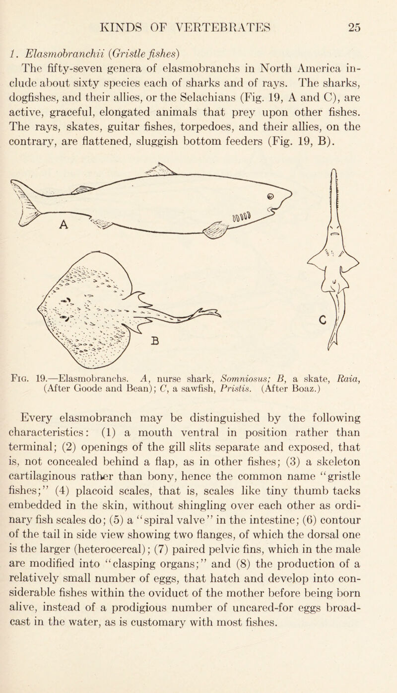 1. Elasmobranchii (Gristle fishes) The fifty-seven genera of elasmobranchs in North America in- clude about sixty species each of sharks and of rays. The sharks, dogfishes, and their allies, or the Selachians (Fig. 19, A and C), are active, graceful, elongated animals that prey upon other fishes. The rays, skates, guitar fishes, torpedoes, and their allies, on the contrary, are flattened, sluggish bottom feeders (Fig. 19, B). Fig. 19.—Elasmobranchs. A, nurse shark, Somniosus; B, a skate, Raia, (After Goode and Bean); C, a sawfish, Pristis. (After Boaz.) Every elasmobranch may be distinguished by the following characteristics: (1) a mouth ventral in position rather than terminal; (2) openings of the gill slits separate and exposed, that is, not concealed behind a flap, as in other fishes; (3) a skeleton cartilaginous rather than bony, hence the common name “ gristle fishes;” (4) placoid scales, that is, scales like tiny thumb tacks embedded in the skin, without shingling over each other as ordi- nary fish scales do; (5) a “spiral valve” in the intestine; (6) contour of the tail in side view showing two flanges, of which the dorsal one is the larger (heterocercal); (7) paired pelvic fins, which in the male are modified into “clasping organs;” and (8) the production of a relatively small number of eggs, that hatch and develop into con- siderable fishes within the oviduct of the mother before being born alive, instead of a prodigious number of uncared-for eggs broad- cast in the water, as is customary with most fishes.