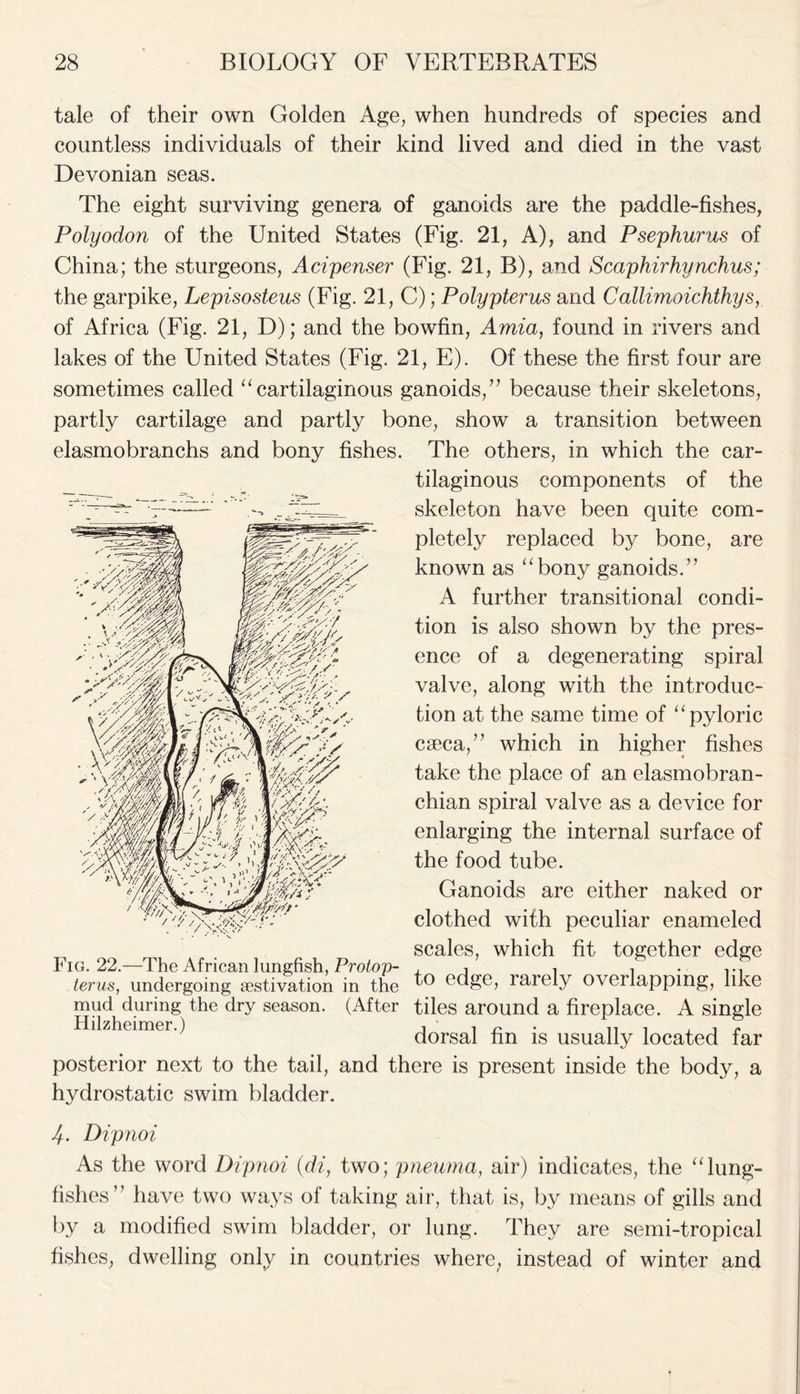 tale of their own Golden Age, when hundreds of species and countless individuals of their kind lived and died in the vast Devonian seas. The eight surviving genera of ganoids are the paddle-fishes, Polyodon of the United States (Fig. 21, A), and Psephurus of China; the sturgeons, Acipenser (Fig. 21, B), and Scaphirhy nchus; the garpike, Lepisosteus (Fig. 21, C); Polypterus and Callimoichthys, of Africa (Fig. 21, D); and the bowfin, Amia, found in rivers and lakes of the United States (Fig. 21, E). Of these the first four are sometimes called “cartilaginous ganoids,” because their skeletons, partly cartilage and partly bone, show a transition between elasmobranchs and bony fishes. The others, in which the car- tilaginous components of the skeleton have been quite com- pletely replaced by bone, are known as “bony ganoids.” A further transitional condi- tion is also shown by the pres- ence of a degenerating spiral valve, along with the introduc- tion at the same time of “pyloric caeca,” which in higher fishes take the place of an elasmobran- chian spiral valve as a device for enlarging the internal surface of the food tube. Ganoids are either naked or clothed with peculiar enameled scales, which fit together edge terus, undergoing aestivation in the rarely Overlapping, like mud during the dry season. (After tiles around a fireplace. A single Hilzheimer.) , , n „ . , . „ dorsal fin is usually located far posterior next to the tail, and there is present inside the body, a hydrostatic swim bladder. 4. Dipnoi As the word Dipnoi (di, two; pneuma, air) indicates, the “lung- fishes” have two ways of taking air, that is, by means of gills and by a modified swim bladder, or lung. They are semi-tropical fishes, dwelling only in countries where, instead of winter and