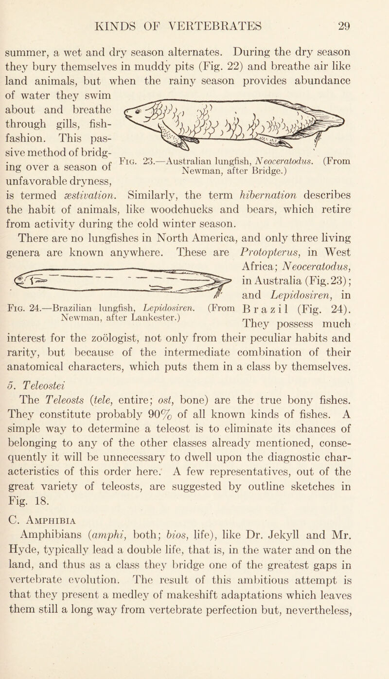 summer, a wet and dry season alternates. During the dry season they bury themselves in muddy pits (Fig. 22) and breathe air like land animals, but when the rainy season provides abundance of water they swim about and breathe through gills, fish- fashion. This pas- sive method of bridg- V Fig. 23.—Australian lungfish, Neoceratodus. (From mg over a season ot Newman, after Bridge.) unfavorable dryness, is termed aestivation. Similarly, the term hibernation describes the habit of animals, like woodchucks and bears, which retire from activity during the cold winter season. There are no lungfishes in North America, and only three living genera are known anywhere. These are Protopterus, in West Africa; Neoceratodus, in Australia (Fig. 23); and Lepidosiren, in Fig. 24.—Brazilian lungfish, Lepidosiren. (From Brazil (Fig. 24). Newman, after Lankester.) , I hey possess much interest for the zoologist, not only from their peculiar habits and rarity, but because of the intermediate combination of their anatomical characters, which puts them in a class by themselves. 5. Teleostei The Teleosts (tele, entire; ost, bone) are the true bony fishes. They constitute probably 90% of all known kinds of fishes. A simple way to determine a teleost is to eliminate its chances of belonging to any of the other classes already mentioned, conse- quently it will be unnecessary to dwell upon the diagnostic char- acteristics of this order here. A few representatives, out of the great variety of teleosts, are suggested by outline sketches in Fig. 18. C. Amphibia Amphibians (amphi, both; bios, life), like Dr. Jekyll and Mr. Hyde, typically lead a double life, that is, in the water and on the land, and thus as a class they bridge one of the greatest gaps in vertebrate evolution. The result of this ambitious attempt is that they present a medley of makeshift adaptations which leaves them still a long way from vertebrate perfection but, nevertheless,