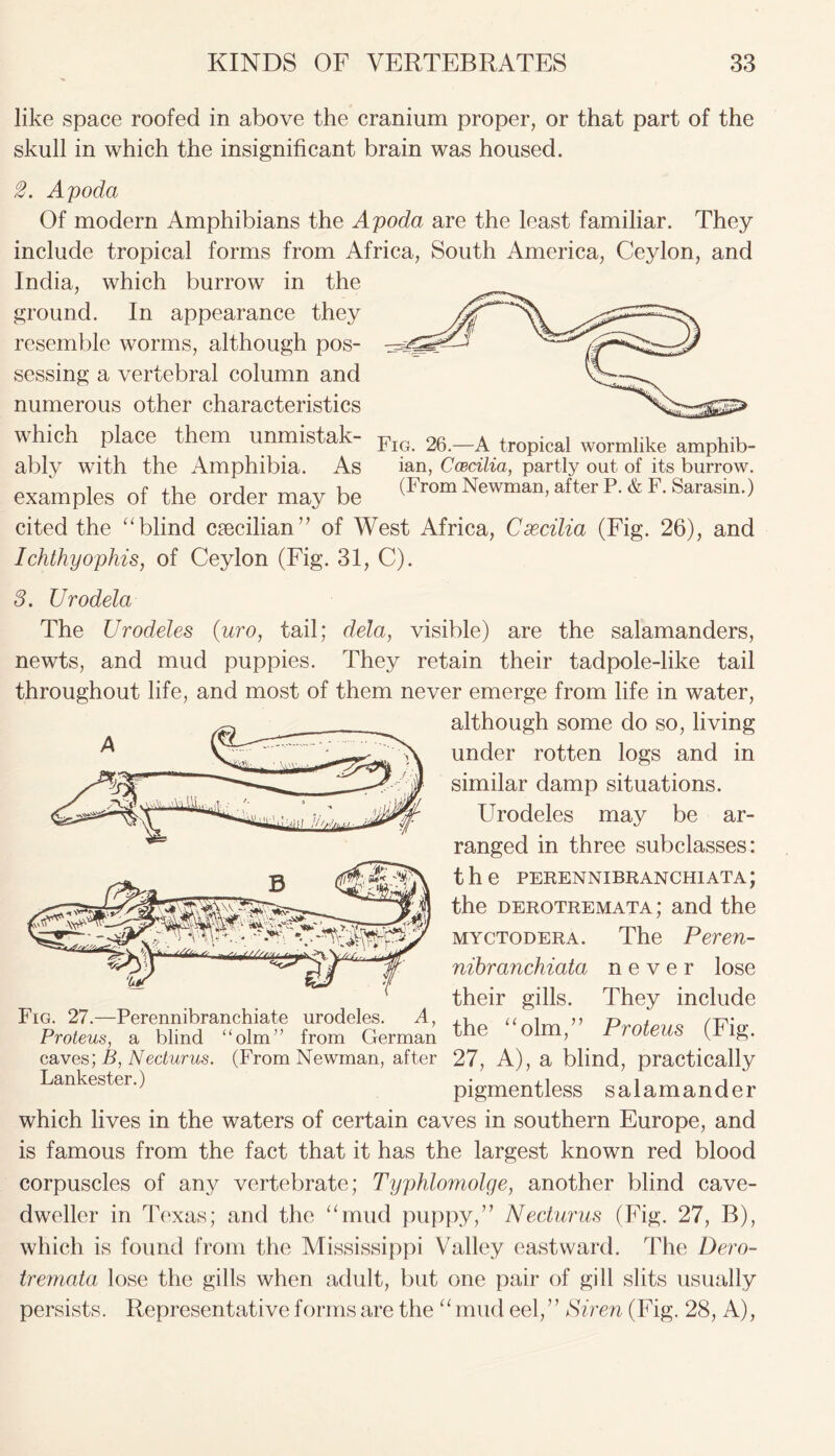 like space roofed in above the cranium proper, or that part of the skull in which the insignificant brain was housed. 2. Apoda Of modern Amphibians the Apoda are the least familiar. They include tropical forms from Africa, South America, Ceylon, and India, which burrow in the ground. In appearance they resemble worms, although pos- sessing a vertebral column and numerous other characteristics which place them unmistak- Fig 26._A tropical wormliUe amphib. ably with the Amphibia. As ian, Coecilia, partly out of its burrow, examples of the order may be (From Newman>after p-& F- Sara*in-) cited the “blind ctecilian” of West Africa, Cxcilia (Fig. 26), and Ichthyophis, of Ceylon (Fig. 31, C). 3. Urodela The Urodeles (uro, tail; dela, visible) are the salamanders, newts, and mud puppies. They retain their tadpole-like tail throughout life, and most of them never emerge from life in water, although some do so, living under rotten logs and in similar damp situations. Urodeles may be ar- ranged in three subclasses: the perennibranchiata; the derotremata; and the myctodera. The Peren- nibranchiata never lose their gills. They include Fig. 27.—Perennibranchiate urodeles. A, , « i » prnfpnNV Proteus, a blind “olm” from German Oim, rroteus (1 lg. caves;B,Necturus. (From Newman, after 27, A), a blind, practically Lankester.) pigmentless salamander which lives in the waters of certain caves in southern Europe, and is famous from the fact that it has the largest known red blood corpuscles of any vertebrate; Typhlomolge, another blind cave- dweller in Texas; and the “mud puppy,” Necturus (Fig. 27, B), which is found from the Mississippi Valley eastward. The Dero- tremata lose the gills when adult, but one pair of gill slits usually persists. Representative forms are the “mud eel, Siren (Fig. 28, A),