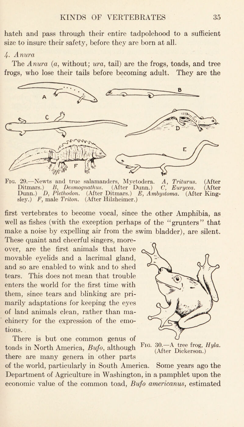 hatch and pass through their entire tadpolehood to a sufficient size to insure their safety, before they are born at all. Anura The Anura (a, without; ura, tail) are the frogs, toads, and tree frogs, who lose their tails before becoming adult. They are the Fig. 29.—Newts and true salamanders, Myctodera. A, Triturus. (After Ditmars.) B, Desmognathus. (After Dunn.) C, Eurycea. (After Dunn.) D, Plethodon. (After Ditmars.) E, Arnbystoma. (After King- sley.) F, male Triton. (After Hilzheimer.) first vertebrates to become vocal, since the other Amphibia, as well as fishes (with the exception perhaps of the “grunters” that make a noise by expelling air from the swim bladder), are silent. These quaint and cheerful singers, more- over, are the first animals that have movable eyelids and a lacrimal gland, and so are enabled to wink and to shed tears. This does not mean that trouble enters the world for the first time with them, since tears and blinking are pri- marily adaptations for keeping the eyes of land animals clean, rather than ma- chinery for the expression of the emo- tions. . There is but one common genus of toads in North America, Bufo, although Fig' ^fter^Dickerson ^y^a' there are many genera in other parts of the world, particularly in South America. Some years ago the Department of Agriculture in Washington, in a pamphlet upon the economic value of the common toad, Bufo americanus, estimated