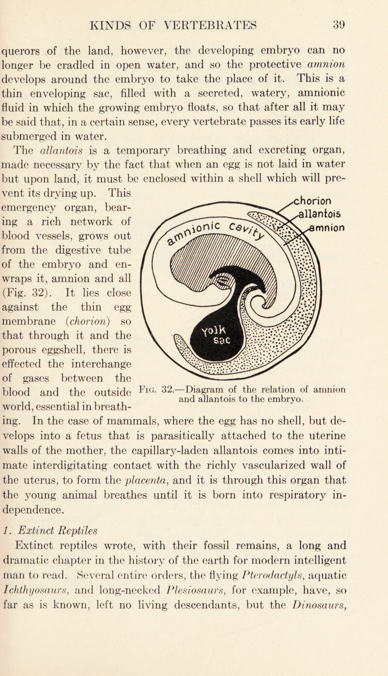 querors of the land, however, the developing embryo can no longer be cradled in open water, and so the protective amnion develops around the embryo to take the place of it. This is a thin enveloping sac, filled with a secreted, watery, amnionic fluid in which the growing embryo floats, so that after all it may be said that, in a certain sense, every vertebrate passes its early life submerged in water. The allantois is a temporary breathing and excreting organ, made necessary by the fact that when an egg is not laid in water but upon land, it must be enclosed within a shell which will pre- vent its drying up. This emergency organ, bear- ing a rich network of blood vessels, grows out from the digestive tube of the embryo and en- wraps it, amnion and all (Fig. 32). It lies close against the thin egg- membrane (chorion) so that through it and the porous eggshell, there is effected the interchange of gases between the blood and the outside world, essential in breath- ing. In the case of mammals, where the egg has no shell, but de- velops into a fetus that is parasitically attached to the uterine walls of the mother, the capillary-laden allantois comes into inti- mate interdigitating contact with the richly vascularized wall of the uterus, to form the placenta, and it is through this organ that the young animal breathes until it is born into respiratory in- dependence. 1. Extinct Reptiles Extinct reptiles wrote, with their fossil remains, a long and dramatic chapter in the history of the earth for modern intelligent man to read. Several entire orders, the flying Pterodactyls, aquatic Ichthyosaurs, and long-necked Plesiosaurs, for example, have, so far as is known, left no living descendants, but the Dinosaurs, Fig. 32.—Diagram of the relation of amnion and allantois to the embryo.