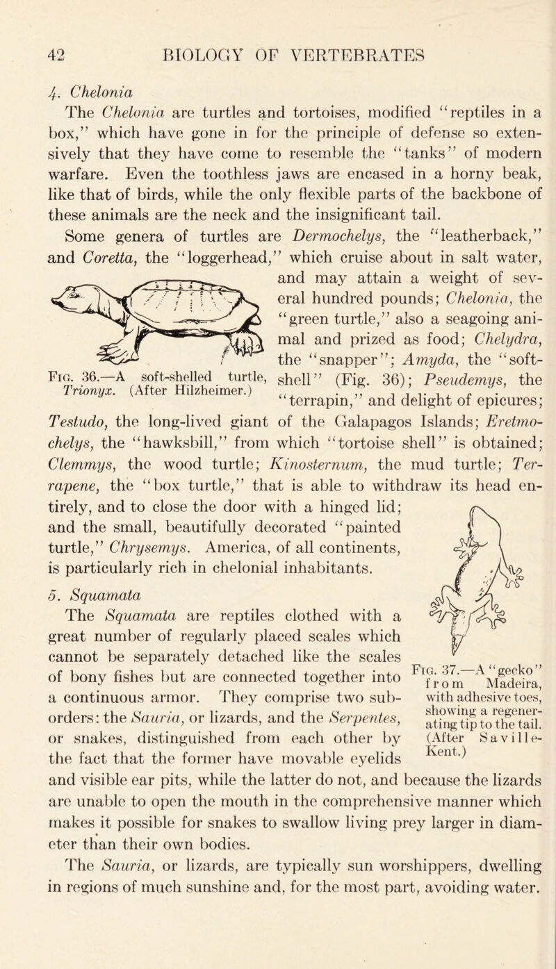 4. Chelonia The Chelonia are turtles and tortoises, modified “ reptiles in a box,” which have gone in for the principle of defense so exten- sively that they have come to resemble the “tanks” of modern warfare. Even the toothless jaws are encased in a horny beak, like that of birds, while the only flexible parts of the backbone of these animals are the neck and the insignificant tail. Some genera of turtles are Dermochelys, the “leatherback,” and Coretta, the “loggerhead,” which cruise about in salt water, and may attain a weight of sev- eral hundred pounds; Chelonia, the “green turtle,” also a seagoing ani- mal and prized as food; Chelydra, the “snapper”; Amy da, the “soft- Fig. 36. A soft-shelled turtle, shell” (Fig. 36); Pseudemys, the “terrapin,” and delight of epicures; Trionyx. (After Hilzheimer.) Testudo, the long-lived giant of the Galapagos Islands; Eretmo- chelys, the “hawksbill,” from which “tortoise shell” is obtained; Clemmys, the wood turtle; Kinosternum, the mud turtle; Ter- rapene, the “box turtle,” that is able to withdraw its head en- tirely, and to close the door with a hinged lid; and the small, beautifully decorated “painted turtle,” Chrysemys. America, of all continents, is particularly rich in chelonial inhabitants. 5. Squamata The Squamata are reptiles clothed with a great number of regularly placed scales which cannot be separately detached like the scales of bony fishes but are connected together into a continuous armor. They comprise two sub- orders: the Sauna, or lizards, and the Serpentes, or snakes, distinguished from each other by the fact that the former have movable eyelids and visible ear pits, while the latter do not, and because the lizards are unable to open the mouth in the comprehensive manner which makes it possible for snakes to swallow living prey larger in diam- eter than their own bodies. The Sauria, or lizards, are typically sun worshippers, dwelling in regions of much sunshine and, for the most part, avoiding water. Fig. 37.—A “gecko” from Madeira, with adhesive toes, showing a regener- ating tip to the tail. (After S a v i 11 e- Kent.)