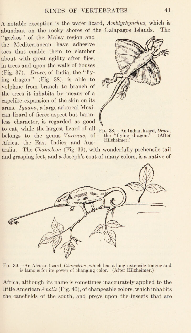 A notable exception is the water lizard, Amblyrhynchus, which is abundant on the rocky shores of the Galapagos Islands. The “ geckos ” of the Malay region and the Mediterranean have adhesive toes that enable them to clamber about with great agility after flies, in trees and upon the walls of houses (Fig. 37). Draco, of India, the u fly- ing dragon” (Fig. 38), is able to volplane from branch to branch of the trees it inhabits by means of a capelike expansion of the skin on its arms. Iguana, a large arboreal Mexi- can lizard of fierce aspect but harm- less character, is regarded as good to eat, while the largest lizard of all belongs to the genus Varanus, of Africa, the East Indies, and Aus- tralia. The Chameleon (Fig. 39), with wonderfully prehensile tail and grasping feet, and a Joseph’s coat of many colors, is a native of Fig. 39.—An African lizard, Chameleon, which has a long extensile tongue and is famous for its power of changing color. (After Hilzheimer.) Africa, although its name is sometimes inaccurately applied to the little American A nolis (Fig. 40), of changeable colors, which inhabits the canefields of the south, and preys upon the insects that are Fig. 38.—An Indian lizard, Draco, the “flying dragon.” (After Hilzheimer.)