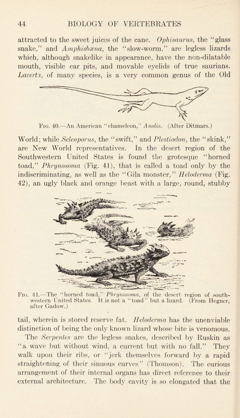 attracted to the sweet juices of the cane. Ophisaurus, the “glass snake,” and Amphisbxna, the “slow-worm,” are legless lizards which, although snakelike in appearance, have the non-dilatable mouth, visible ear pits, and movable eyelids of true saurians. Lacerta, of many species, is a very common genus of the Old Fig. 40.—An American “chameleon,” Anolis. (After Ditmars.) World; while Scleoporus, the “swift,” and Plestiodon, the “skink,” are New World representatives. In the desert region of the Southwestern United States is found the grotesque “horned toad,” Phrynosoma (Fig. 41), that is called a toad only by the indiscriminating, as well as the “Gila monster,” Heloderma (Fig. 42), an ugly black and orange beast with a large, round, stubby Fig. 41.—The “horned toad,” Phrynosoma, of the desert region of south- western United States. It is not a “toad” but a lizard. (From Hegner, after Gadow.) tail, wherein is stored reserve fat. Heloderma has the unenviable distinction of being the only known lizard whose bite is venomous. The Serpentes are the legless snakes, described by Ruskin as “a wave but without wind, a current but with no fall.” They walk upon their ribs, or “jerk themselves forward by a rapid straightening of their sinuous curves” (Thomson). The curious arrangement of their internal organs has direct reference to their external architecture. The body cavity is so elongated that the