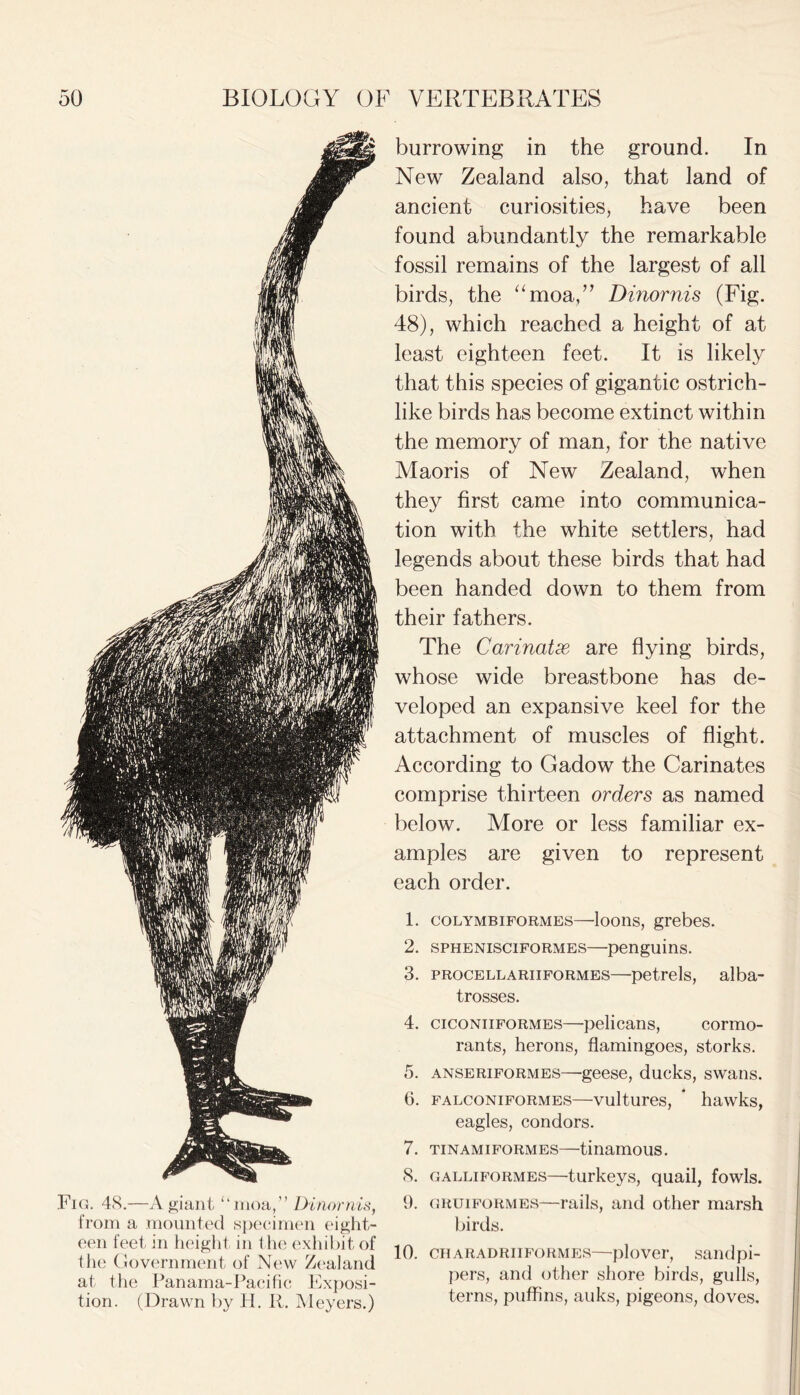 Fig. 48.—A giant “moa,” Dinornis, from a mounted specimen eight- een feet in height in the exhibit of the Government of New Zealand at the Panama-Pacific Exposi- tion. (Drawn by H. R. Meyers.) burrowing in the ground. In New Zealand also, that land of ancient curiosities, have been found abundantly the remarkable fossil remains of the largest of all birds, the “moa,” Dinornis (Fig. 48), which reached a height of at least eighteen feet. It is likely that this species of gigantic ostrich- like birds has become extinct within the memory of man, for the native Maoris of New Zealand, when they first came into communica- tion with the white settlers, had legends about these birds that had been handed down to them from their fathers. The Carinatx are flying birds, whose wide breastbone has de- veloped an expansive keel for the attachment of muscles of flight. According to Gadow the Carinates comprise thirteen orders as named below. More or less familiar ex- amples are given to represent each order. 1. colymbiformes—loons, grebes. 2. sphenisciformes—penguins. 3. procellariiformes—petrels, alba- trosses. 4. ciconiiformes—pelicans, cormo- rants, herons, flamingoes, storks. 5. anseriformes—geese, ducks, swans. 6. falconiformes—vultures, * hawks, eagles, condors. 7. tinamiformes—tinamous. 8. galliformes—turkeys, quail, fowls. 9. gruiformes—rails, and other marsh birds. 10. charadriiformes—plover, sandpi- pers, and other shore birds, gulls, terns, puffins, auks, pigeons, doves.