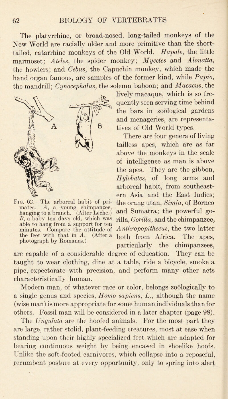 The platyrrhine, or broad-nosed, long-tailed monkeys of the New World are racially older and more primitive than the short- tailed, catarrhine monkeys of the Old World. Ha,pale, the little marmoset; Ateles, the spider monkey; Mycetes and Alonatta, the howlers; and Cebus, the Capuchin monkey, which made the hand organ famous, are samples of the former kind, while Papio, the mandrill; Cynocephalus, the solemn baboon; and Macacus, the lively macaque, which is so fre- quently seen serving time behind the bars in zoological gardens and menageries, are representa- tives of Old World types. There are four genera of living tailless apes, which are as far above the monkeys in the scale of intelligence as man is above the apes. They are the gibbon, Hylobates, of long arms and arboreal habit, from southeast- ern Asia and the East Indies; Fig. 62.—The arboreal habit of pri- the orang utan, Simia, of Borneo hanging to a branch. (After Leche.) 8>nd Sumatra; the powerful gO- B, a baby ten days old, which was rnia, Gorilla, and the chimpanzee, able to hang from a support for ten minutes. Compare the attitude of Anthropopithecus, the two latter the feet with that in A (After a both from Africa. The apes, photograph by Romanes.) . particularly the chimpanzees, are capable of a considerable degree of education. They can be taught to wear clothing, dine at a table, ride a bicycle, smoke a pipe, expectorate with precision, and perform many other acts characteristically human. Modern man, of whatever race or color, belongs zoologically to a single genus and species, Homo sapiens, L., although the name (wise man) is more appropriate for some human individuals than for others. Fossil man will be considered in a later chapter (page 98). The Ungulata are the hoofed animals. For the most part they are large, rather stolid, plant-feeding creatures, most at ease when standing upon their highly specialized feet which are adapted for bearing continuous weight by being encased in shoelike hoofs. Unlike the soft-footed carnivores, which collapse into a reposeful, recumbent posture at every opportunity, only to spring into alert