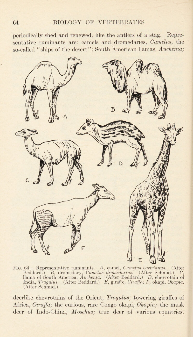 periodically shed and renewed, like the antlers of a stag. Repre- sentative ruminants are: camels and dromedaries, Camelus, the so-called “ships of the desert”: South American llamas, Auchenia; Fig. 64.—Representative ruminants. A, camel, Camelus bactrianus. (After Beddard.) B, dromedary, Camelus dromedarius. (After Schmid.) C, llama of South America, Auchenia. (After Beddard.) D, chevrotain of India, Tragulus. (After Beddard.) E, giraffe, Giraffa; F, okapi, Okapia. (After Schmid.) deerlike chevrotains of the Orient, Tragulus; towering giraffes of Africa, Giraffa; the curious, rare Congo okapi, Okapia; the musk deer of Indo-China, Moschus; true deer of various countries,