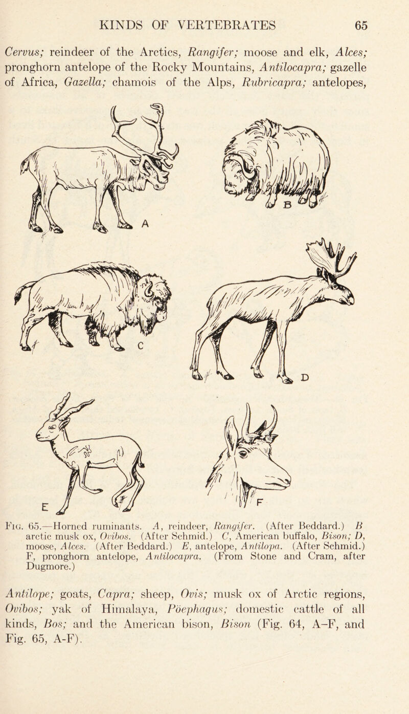 Cervus; reindeer of the Arctics, Rangifer; moose and elk, Alces; pronghorn antelope of the Rocky Mountains, Antiloco,pra; gazelle of Africa, Gazella; chamois of the Alps, Rabriccipra; antelopes, Fig. 65.—Horned ruminants. A, reindeer, Rangifer. (After Beddard.) B arctic musk ox, Ovibos. (After Schmid.) C, American buffalo, Bison; D, moose, Alces. (After Beddard.) E, antelope, Antilopa. (After Schmid.) F, pronghorn antelope, Anlilocapra. (From Stone and Cram, after Dugmore.) Antilope; goats, Capra; sheep, Ovis; musk ox of Arctic regions, Ovibos; yak of Himalaya, Poephagus; domestic cattle of all kinds, Bos; and the American bison, Bison (Fig. 64, A-F, and Fig. 65, A-F).