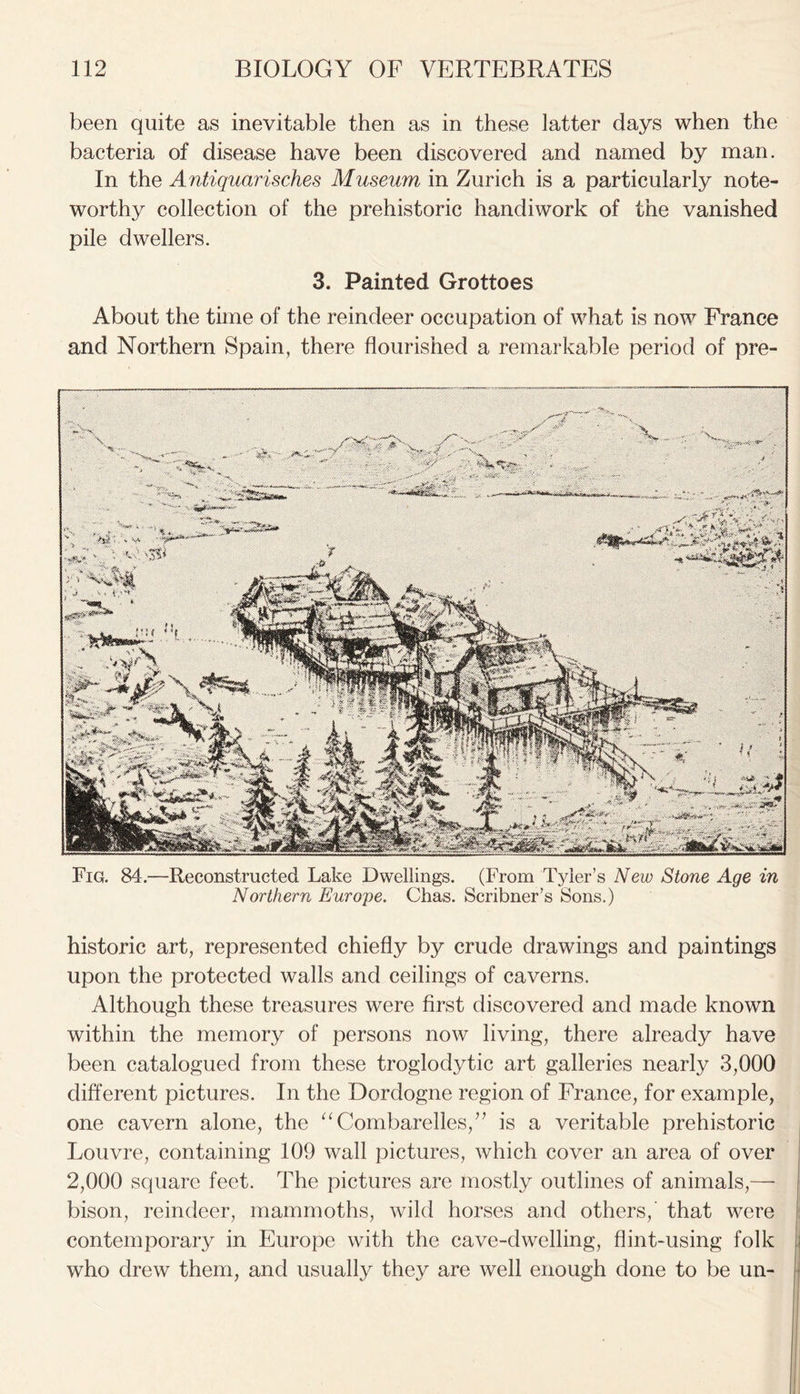 been quite as inevitable then as in these latter days when the bacteria of disease have been discovered and named by man. In the Antiquarisches Museum in Zurich is a particularly note- worthy collection of the prehistoric handiwork of the vanished pile dwellers. 3. Painted Grottoes About the time of the reindeer occupation of what is now France and Northern Spain, there flourished a remarkable period of pre- Fig. 84.—Reconstructed Lake Dwellings. (From Tyler’s New Stone Age in Northern Europe. Chas. Scribner’s Sons.) historic art, represented chiefly by crude drawings and paintings upon the protected walls and ceilings of caverns. Although these treasures were first discovered and made known within the memory of persons now living, there already have been catalogued from these troglodytic art galleries nearly 3,000 different pictures. In the Dordogne region of France, for example, one cavern alone, the “Combarelles,” is a veritable prehistoric Louvre, containing 109 wall pictures, which cover an area of over 2,000 square feet. The pictures are mostly outlines of animals,— bison, reindeer, mammoths, wild horses and others,’ that were contemporary in Europe with the cave-dwelling, flint-using folk who drew them, and usually they are well enough done to be un-