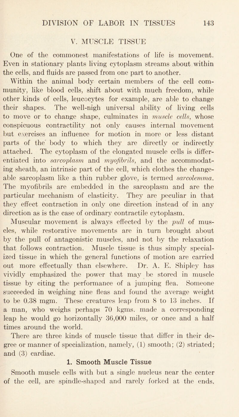V. MUSCLE TISSUE One of the commonest manifestations of life is movement. Even in stationary plants living cytoplasm streams about within the cells, and fluids are passed from one part to another. Within the animal body certain members of the cell com- munity, like blood cells, shift about with much freedom, while other kinds of cells, leucocytes for example, are able to change their shapes. The well-nigh universal ability of living cells to move or to change shape, culminates in muscle cells, whose conspicuous contractility not only causes internal movement but exercises an influence for motion in more or less distant parts of the body to which they are directly or indirectly attached. The cytoplasm of the elongated muscle cells is differ- entiated into sarcoplasm and myofibrils, and the accommodat- ing sheath, an intrinsic part of the cell, which clothes the change- able sarcoplasm like a thin rubber glove, is termed sarcolemma. The myofibrils are embedded in the sarcoplasm and are the particular mechanism of elasticity. They are peculiar in that * they effect contraction in only one direction instead of in any direction as is the case of ordinary contractile cytoplasm. Muscular movement is always effected by the pull of mus- cles, while restorative movements are in turn brought about by the pull of antagonistic muscles, and not by the relaxation that follows contraction. Muscle tissue is thus simply special- ized tissue in which the general functions of motion are carried out more effectually than elsewhere. Dr. A. E. Shipley has vividly emphasized the power that may be stored in muscle tissue by citing the performance of a jumping flea. Someone succeeded in weighing nine fleas and found the average weight to be 0.38 mgm. These creatures leap from 8 to 13 inches. If a man, who weighs perhaps 70 kgms. made a corresponding leap he would go horizontally 36,000 miles, or once and a half times around the world. There are three kinds of muscle tissue that differ in their de- gree or manner of specialization, namely, (1) smooth; (2) striated; and (3) cardiac. 1. Smooth Muscle Tissue Smooth muscle cells with but a single nucleus near the center of the cell, are spindle-shaped and rarely forked at the ends.