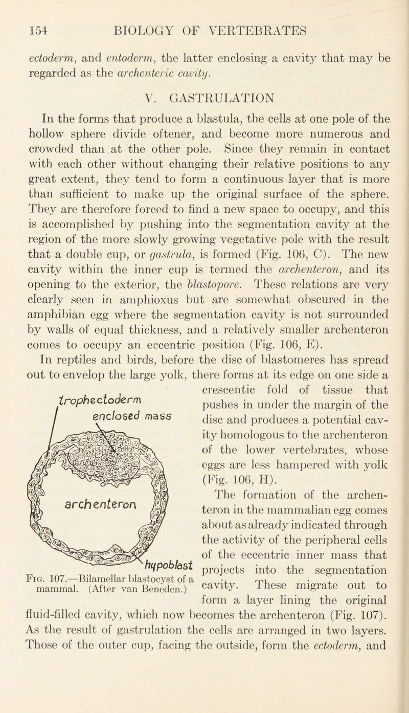 ectoderm, and entoderm, the latter enclosing a cavity that may be regarded as the archenteric cavity. V. GASTRULATION In the forms that produce a blastula, the cells at one pole of the hollow sphere divide oftener, and become more numerous and crowded than at the other pole. Since they remain in contact with each other without changing their relative positions to any great extent, they tend to form a continuous layer that is more than sufficient to make up the original surface of the sphere. They are therefore forced to find a new space to occupy, and this is accomplished by pushing into the segmentation cavity at the region of the more slowly growing vegetative pole with the result that a double cup, or gastrula, is formed (Fig. 106, C). The new cavity within the inner cup is termed the archenter on, and its opening to the exterior, the blastopore. These relations are very clearly seen in amphioxus but are somewhat obscured in the amphibian egg where the segmentation cavity is not surrounded by walls of equal thickness, and a relatively smaller archenteron comes to occupy an eccentric position (Fig. 106, E). In reptiles and birds, before the disc of blastomeres has spread out to envelop the large yolk, there forms at its edge on one side a crescentic fold of tissue that pushes in under the margin of the disc and produces a potential cav- ity homologous to the archenteron of the lower vertebrates, whose eggs are less hampered with yolk (Fig. 106, H). The formation of the archen- teron in the mammalian egg comes about as already indicated through the activity of the peripheral cells of the eccentric inner mass that projects into the segmentation cavity. These migrate out to form a layer lining the original fluid-filled cavity, which now becomes the archenteron (Fig. 107). As the result of gastrulation the cells are arranged in two layers. Those of the outer cup, facing the outside, form the ectoderm, and trophectoderm enclosed mass hypoblast Fig. 107.—Bilamellar blastocyst of a mammal. (After van Beneden.)