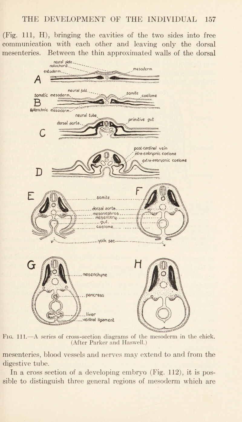 (Fig. Ill, H), bringing the cavities of the two sides into free communication with each other and leaving only the dorsal mesenteries. Between the thin approximated walls of the dorsal neural plate... notochord... entoderm.. mesoderm neural fold... Somatic mesoder/n. B Splanchnic mesoderm neural tube dorsal aorta.. D somite coelome primitive gut post cardinal vein intra-embnjonic coelome $xlra-etnbrqonic coelome somite. donsal aorta mesonephros. mesonterq. 9<ut. coelome. vA Yo|k sac- Fig. 111.—A series of cross-section diagrams of the mesoderm in the chick. (After Parker and Has well.) mesenteries, blood vessels and nerves may extend to and from the digestive tube. In a cross section of a developing embryo (Fig. 112), it is pos- sible to distinguish three general regions of mesoderm which are