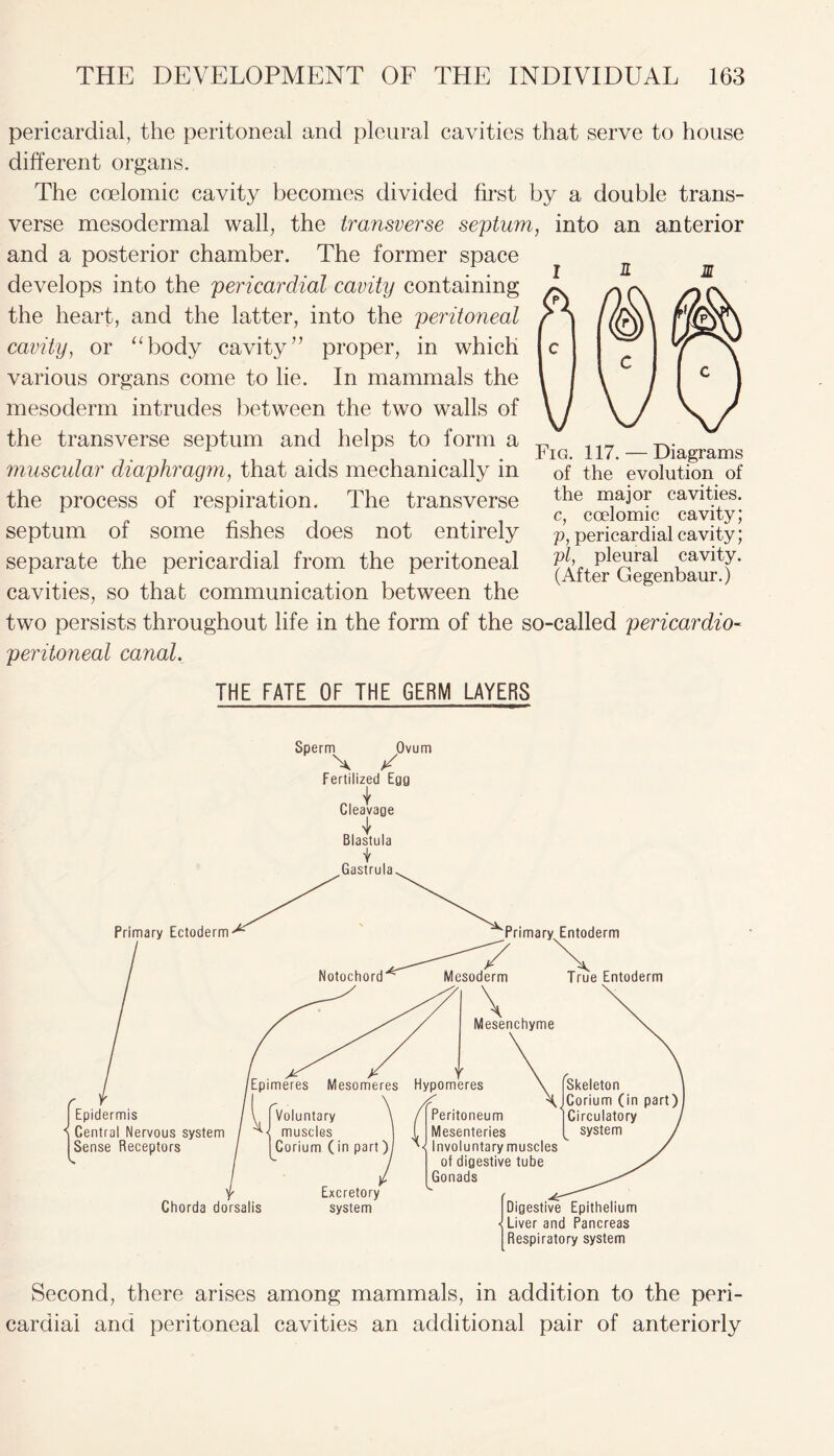 n m pericardial, the peritoneal and pleural cavities that serve to house different organs. The coelomic cavity becomes divided first by a double trans- verse mesodermal wall, the transverse septum, into an anterior and a posterior chamber. The former space develops into the pericardial cavity containing the heart, and the latter, into the peritoneal cavity, or “body cavity” proper, in which various organs come to lie. In mammals the mesoderm intrudes between the two walls of the transverse septum and helps to form a muscular diaphragm, that aids mechanically in the process of respiration. The transverse septum of some fishes does not entirely separate the pericardial from the peritoneal cavities, so that communication between the two persists throughout life in the form of the so-called pericardia peritoneal canal. THE FATE OF THE GERM LAYERS Fig. 117. — Diagrams of the evolution of the major cavities, c, coelomic cavity; p, pericardial cavity; pi, pleural cavity. (After Gegenbaur.) Primary Ectoderm- Sperm Ovum X X Fertilized Ego Cleavage T Blastula t Gastrula Notochord Primary Entoderm Epidermis Central Nervous system Sense Receptors Chorda dorsalis Mesoderm Tru Entoderm \ Mesenchyme (Epimeres Mesomeres Hypomeres Voluntary muscles Corium (in part) / Peritoneum L Mesenteries Involuntary muscles of digestive tube Gonads Excretory system Digestive Epithelium Liver and Pancreas Respiratory system Second, there arises among mammals, in addition to the peri- cardial and peritoneal cavities an additional pair of anteriorly