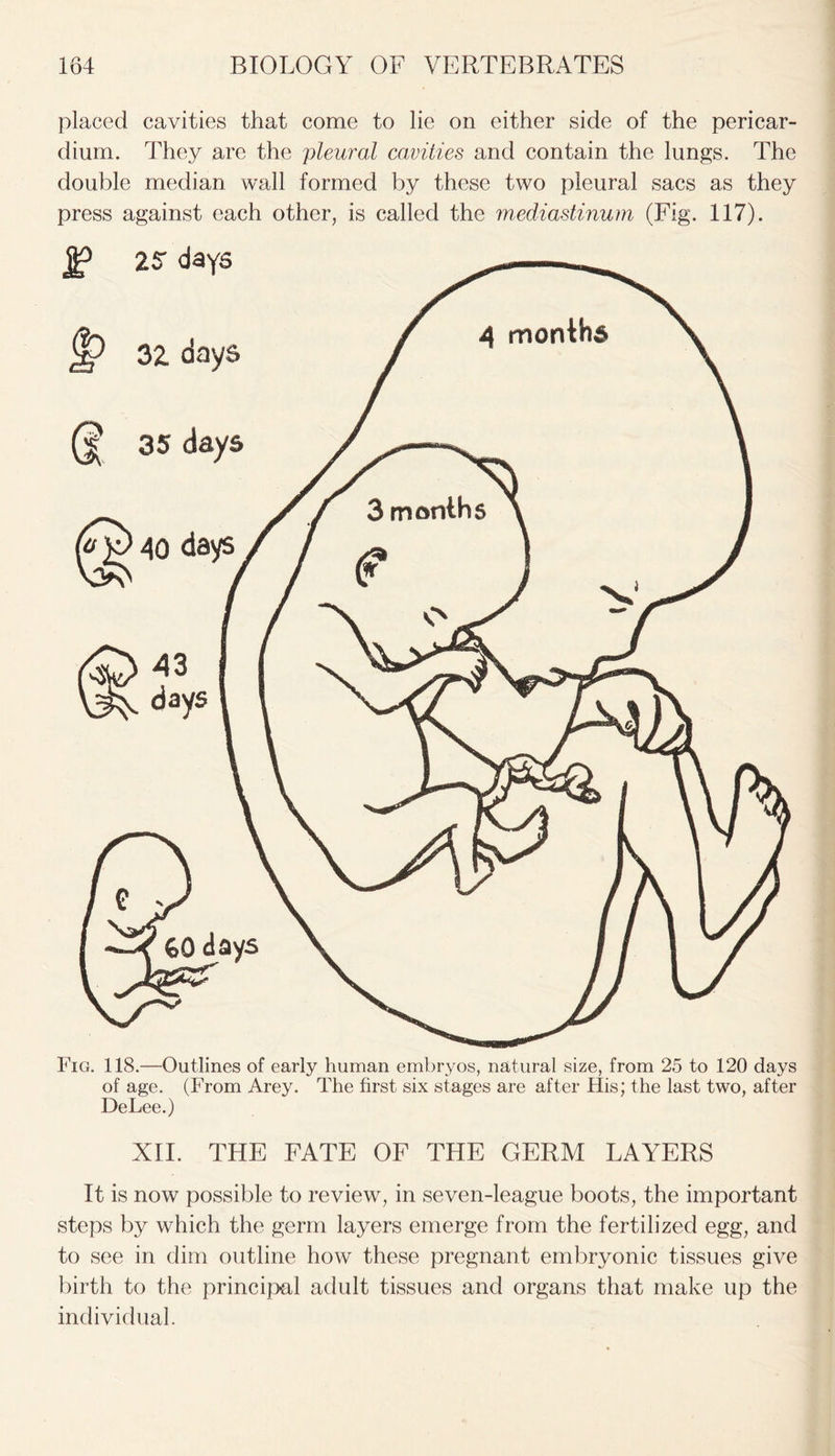 placed cavities that come to lie on either side of the pericar- dium. They are the pleural cavities and contain the lungs. The double median wall formed by these two pleural sacs as they press against each other, is called the mediastinum (Fig. 117). 4 months 3 months Fig. 118.—Outlines of early human embryos, natural size, from 25 to 120 days of age. (From Arey. The first six stages are after His; the last two, after DeLee.) XII. THE FATE OF THE GERM LAYERS It is now possible to review, in seven-league boots, the important steps by which the germ layers emerge from the fertilized egg, and to see in dim outline how these pregnant embryonic tissues give birth to the principal adult tissues and organs that make up the individual.