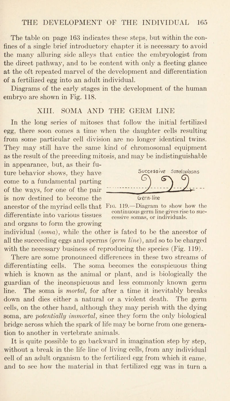 The table on page 163 indicates these steps, but within the con- fines of a single brief introductory chapter it is necessary to avoid the many alluring side alleys that entice the embryologist from the direct pathway, and to be content with only a fleeting glance at the oft repeated marvel of the development and differentiation of a fertilized egg into an adult individual. Diagrams of the early stages in the development of the human embryo are shown in Fig. 118. XIII. SOMA AND THE GERM LINE In the long series of mitoses that follow the initial fertilized egg, there soon comes a time when the daughter cells resulting from some particular cell division are no longer identical twins. They may still have the same kind of chromosomal equipment as the result of the preceding mitosis, and may be indistinguishable in appearance, but, as their fu- ture behavior shows, they have Successive sofliaiop/asms come to a fundamental parting ^ J ^ j ) of the ways, for one of the pair / ^ is now destined to become the G-em-line ancestor of the myriad cells that Fig. 119.—Diagram to show how the ,.n(. ... . , . .. continuous germ line gives rise to sue- differentiate into various tissues cessive somas> or individuals. and organs to form the growing individual (soma), while the other is fated to be the ancestor of all the succeeding eggs and sperms (germ line), and so to be charged with the necessary business of reproducing the species (Fig. 119). There are some pronounced differences in these two streams of differentiating cells. The soma becomes the conspicuous thing which is known as the animal or plant, and is biologically the guardian of the inconspicuous and less commonly known germ line. The soma is mortal, for after a time it inevitably breaks down and dies either a natural or a violent death. The germ cells, on the other hand, although they may perish with the dying soma, are potentially immortal, since they form the only biological bridge across which the spark of life may be borne from one genera- tion to another in vertebrate animals. It is quite possible to go backward in imagination step by step, without a break in the life line of living cells, from any individual cell of an adult organism to the fertilized egg from which it came, and to see how the material in that fertilized egg was in turn a