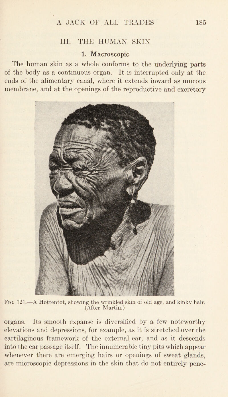 Fig. 121.—A Hottentot, showing the wrinkled skin of old age, and kinky hair. (After Martin.) organs. Its smooth expanse is diversified by a few noteworthy elevations and depressions, for example, as it is stretched over the cartilaginous framework of the external ear, and as it descends into the ear passage itself. The innumerable tiny pits which appear whenever there are emerging hairs or openings of sweat glands, are microscopic depressions in the skin that do not entirely pene- III. THE HUAI AN SKIN 1. Macroscopic The human skin as a whole conforms to the underlying parts of the body as a continuous organ. It is interrupted only at the ends of the alimentary canal, where it extends inward as mucous membrane, and at the openings of the reproductive and excretory