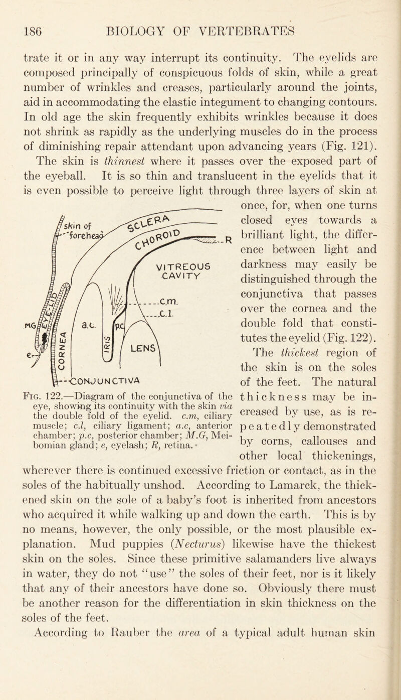 trate it or in any way interrupt its continuity. The eyelids are composed principally of conspicuous folds of skin, while a great number of wrinkles and creases, particularly around the joints, aid in accommodating the elastic integument to changing contours. In old age the skin frequently exhibits wrinkles because it does not shrink as rapidly as the underlying muscles do in the process of diminishing repair attendant upon advancing years (Fig. 121). The skin is thinnest where it passes over the exposed part of the eyeball. It is so thin and translucent in the eyelids that it is even possible to perceive light through three layers of skin at once, for, when one turns closed eyes towards a brilliant light, the differ- ence between light and darkness may easily be distinguished through the conjunctiva that passes over the cornea and the double fold that consti- tutes the eyelid (Fig. 122). The thickest region of the skin is on the soles of the feet. The natural thickness may be in- creased by use, as is re- p e a t e d 1 y demonstrated by corns, callouses and other local thickenings, wherever there is continued excessive friction or contact, as in the soles of the habitually unshod. According to Lamarck, the thick- ened skin on the sole of a baby’s foot is inherited from ancestors who acquired it while walking up and down the earth. This is by no means, however, the only possible, or the most plausible ex- planation. Mud puppies (.Necturus) likewise have the thickest skin on the soles. Since these primitive salamanders live always in water, they do not “use” the soles of their feet, nor is it likely that any of their ancestors have done so. Obviously there must be another reason for the differentiation in skin thickness on the soles of the feet. According to Rauber the area of a typical adult human skin Fig. 122.—Diagram of the conjunctiva of the eye, showing its continuity with the skin via the double fold of the eyelid, c.m, ciliary muscle; c.l, ciliary ligament; a.c, anterior chamber; px, posterior chamber; M.G, Mei- bomian gland; e, eyelash; R, retina.