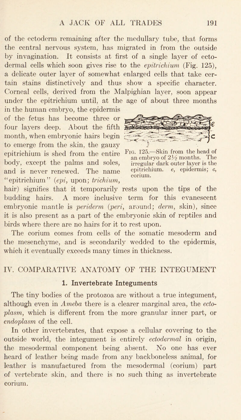 of the ectoderm remaining after the medullary tube, that forms the central nervous system, has migrated in from the outside by invagination. It consists at first of a single layer of ecto- dermal cells which soon gives rise to the epitrichium (Fig. 125), a delicate outer layer of somewhat enlarged cells that take cer- tain stains distinctively and thus show a specific character. Corneal cells, derived from the Malpighian layer, soon appear under the epitrichium until, at the age of about three months in the human embryo, the epidermis of the fetus has become three or four layers deep. About the fifth month, when embryonic hairs begin to emerge from the skin, the gauzy epitrichium is shed from the entire ^IG- 125,* ^in from the head of an embryo of 2 yo months. 1 he body, except the palms and soles, irregular dark outer layer is the and is never renewed. The name epitrichium. e, epidermis; c, . ... ... conum. epitrichium (epi, upon; trichium, hair) signifies that it temporarily rests upon the tips of the budding hairs. A more inclusive term for this evanescent embryonic mantle is periderm (peri, around; derm, skin), since it is also present as a part of the embryonic skin of reptiles and birds where there are no hairs for it to rest upon. The corium comes from cells of the somatic mesoderm and the mesenchyme, and is secondarily wedded to the epidermis, which it eventually exceeds many times in thickness. IV. COMPARATIVE ANATOMY OF THE INTEGUMENT 1. Invertebrate Integuments The tiny bodies of the protozoa are without a true integument, although even in Ameba there is a clearer marginal area, the ecto- plasm, which is different from the more granular inner part, or endoplasm of the cell. In other invertebrates, that expose a cellular covering to the outside world, the integument is entirely ectodermal in origin, the mesodermal component being absent. No one has ever heard of leather being made from any backboneless animal, for leather is manufactured from the mesodermal (corium) part of vertebrate skin, and there is no such thing as invertebrate corium.