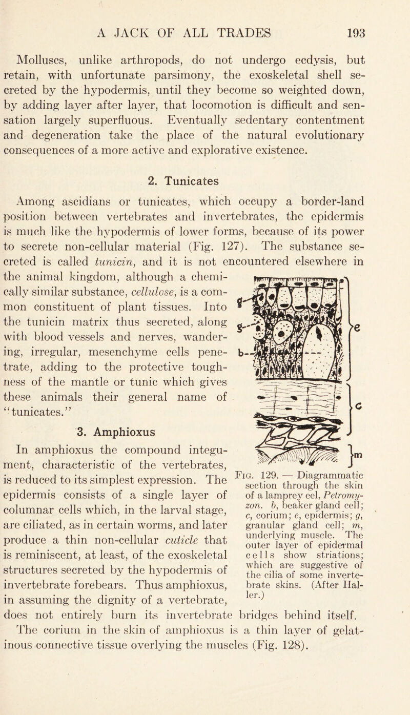 Molluscs, unlike arthropods, do not undergo ecdysis, but retain, with unfortunate parsimony, the exoskeletal shell se- creted by the hypodermis, until they become so weighted down, by adding layer after layer, that locomotion is difficult and sen- sation largely superfluous. Eventually sedentary contentment and degeneration take the place of the natural evolutionary consequences of a more active and explorative existence. 2. Tunicates Among ascidians or tunicates, which occupy a border-land position between vertebrates and invertebrates, the epidermis is much like the hypodermis of lower forms, because of its power to secrete non-cellular material (Fig. 127). The substance se- creted is called tunicin, and it is not encountered elsewhere in the animal kingdom, although a chemi- cally similar substance, cellulose, is a com- mon constituent of plant tissues. Into the tunicin matrix thus secreted, along with blood vessels and nerves, wander- ing, irregular, mesenchyme cells pene- trate, adding to the protective tough- ness of the mantle or tunic which gives these animals their general name of “ tunicates.” 3. Amphioxus In amphioxus the compound integu- ment, characteristic of the vertebrates, is reduced to its simplest expression. The epidermis consists of a single layer of columnar cells which, in the larval stage, are ciliated, as in certain worms, and later produce a thin non-cellular cuticle that is reminiscent, at least, of the exoskeletal structures secreted by the hypodermis of invertebrate forebears. Thus amphioxus, in assuming the dignity of a vertebrate, does not entirely burn its invertebrate bridges behind itself. The corium in the skin of amphioxus is a thin layer of gelat- inous connective tissue overlying the muscles (Fig. 128). Fig. 129. — Diagrammatic section through the skin of a lamprey eel, Petromy- zon. b, beaker gland cell; c, corium; e, epidermis; g, granular gland cell; m, underlying muscle. The outer layer of epidermal cells show striations; which are suggestive of the cilia of some inverte- brate skins. (After Hal- ler.)