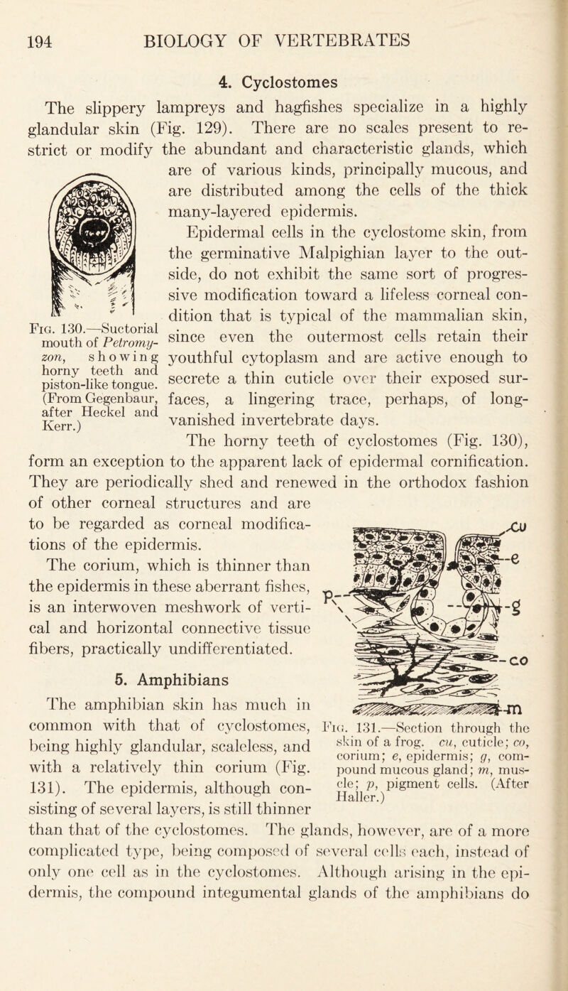 4. Cyclostomes The slippery lampreys and hagfishes specialize in a highly glandular skin (Fig. 129). There are no scales present to re- strict or modify the abundant and characteristic glands, which are of various kinds, principally mucous, and are distributed among the cells of the thick many-layered epidermis. Epidermal cells in the cyclostome skin, from the germinative Malpighian layer to the out- side, do not exhibit the same sort of progres- sive modification toward a lifeless corneal con- dition that is typical of the mammalian skin, Flmouth^P^?rom^- since even the outermost cells retain their zon, showing youthful cytoplasm and are active enough to piston-liketongue1 secrete a thin cuticle over their exposed sur- (From Gegenbaur, faces, a lingering trace, perhaps, of long- after Heckel and • i i • , -i , i Kerr ) vanished invertebrate days. The horny teeth of cyclostomes (Fig. 130), form an exception to the apparent lack of epidermal cornification. They are periodically shed and renewed in the orthodox fashion of other corneal structures and are to be regarded as corneal modifica- tions of the epidermis. The corium, which is thinner than the epidermis in these aberrant fishes, is an interwoven meshwork of verti- cal and horizontal connective tissue fibers, practically undifferentiated. 5. Amphibians The amphibian skin has much in ^ common with that of cyclostomes, Fig. 131.—Section through the being highly glandular, scaleless, and of a fro£- cm, cuticle; cor with a relatively thm corium (Fig. pound mucous gland; m, mus- 131). The epidermis, although con- Hailer )Plgment cells (After sisting of several layers, is still thinner than that of the cyclostomes. The glands, however, are of a more complicated type, being composed of several cells each, instead of only one cell as in the cyclostomes. Although arising in the epi- dermis, the compound integumental glands of the amphibians do