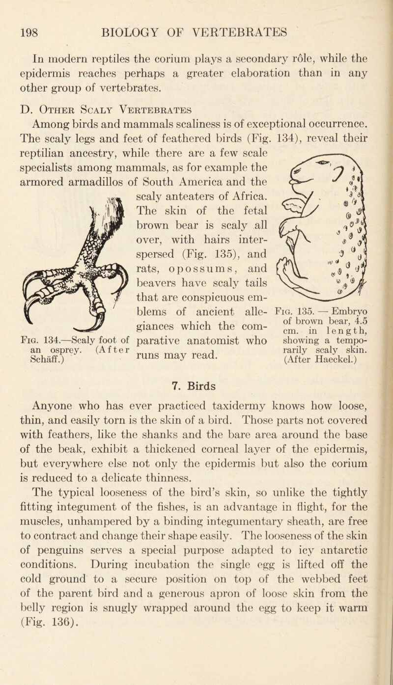 In modern reptiles the corium plays a secondary role, while the epidermis reaches perhaps a greater elaboration than in any other group of vertebrates. D. Other Scaly Vertebrates Among birds and mammals scaliness is of exceptional occurrence. The scaly legs and feet of feathered birds (Fig. 134), reveal their reptilian ancestry, while there are a few scale specialists among mammals, as for example the armored armadillos of South America and the scaly anteaters of Africa. The skin of the fetal brown bear is scaly all over, with hairs inter- spersed (Fig. 135), and rats, opossums, and beavers have scaly tails that are conspicuous em- blems of ancient alle- giances which the com- Fig. 134.—Scaly foot of parative anatomist who (After i v runs may read. an osprey. Schaff.) Fig. 135. — Embryo of brown bear, 4.5 cm. in length, showing a tempo- rarily scaly skin. (After Haeckel.) 7. Birds Anyone who has ever practiced taxidermy knows how loose, thin, and easily torn is the skin of a bird. Those parts not covered with feathers, like the shanks and the bare area around the base of the beak, exhibit a thickened corneal layer of the epidermis, but everywhere else not only the epidermis but also the corium is reduced to a delicate thinness. The typical looseness of the bird’s skin, so unlike the tightly fitting integument of the fishes, is an advantage in flight, for the muscles, unhampered by a binding integumentary sheath, are free to contract and change their shape easily. The looseness of the skin of penguins serves a special purpose adapted to icy antarctic conditions. During incubation the single egg is lifted off the cold ground to a secure position on top of the webbed feet of the parent bird and a generous apron of loose skin from the belly region is snugly wrapped around the egg to keep it warm (Fig. 136).