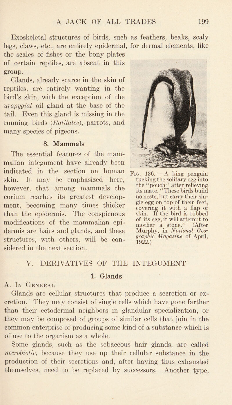Exoskeletal structures of birds, such legs, claws, etc., are entirely epidermal, the scales of fishes or the bony plates of certain reptiles, are absent in this group. Glands, already scarce in the skin of reptiles, are entirely wanting in the bird’s skin, with the exception of the uropygial oil gland at the base of the tail. Even this gland is missing in the running birds (Ratitates), parrots, and many species of pigeons. 8. Mammals The essential features of the mam- malian integument have already been indicated in the section on human skin. It may be emphasized here, however, that among mammals the corium reaches its greatest develop- ment, becoming many times thicker than the epidermis. The conspicuous modifications of the mammalian epi- dermis are hairs and glands, and these structures, with others, will be con- sidered in the next section. as feathers, beaks, scaly for dermal elements, like Fig. 136. — A king penguin tucking the solitary egg into the “pouch” after relieving its mate. “These birds build no nests, but carry their sin- gle egg on top of their feet, covering it with a flap of skin. If the bird is robbed of its egg, it will attempt to mother a stone.” (After Murphy, in National Geo- graphic Magazine of April, 1922.) V. DERIVATIVES OF THE INTEGUMENT 1. Glands A. In General Glands are cellular structures that produce a secretion or ex- cretion. They may consist of single cells which have gone farther than their ectodermal neighbors in glandular specialization, or they may be composed of groups of similar cells that join in the common enterprise of producing some kind of a substance which is of use to the organism as a whole. Some glands, such as the sebaceous hair glands, are called necrobiotic, because they use up their cellular substance in the production of their secretions and, after having thus exhausted themselves, need to be replaced by successors. Another type,