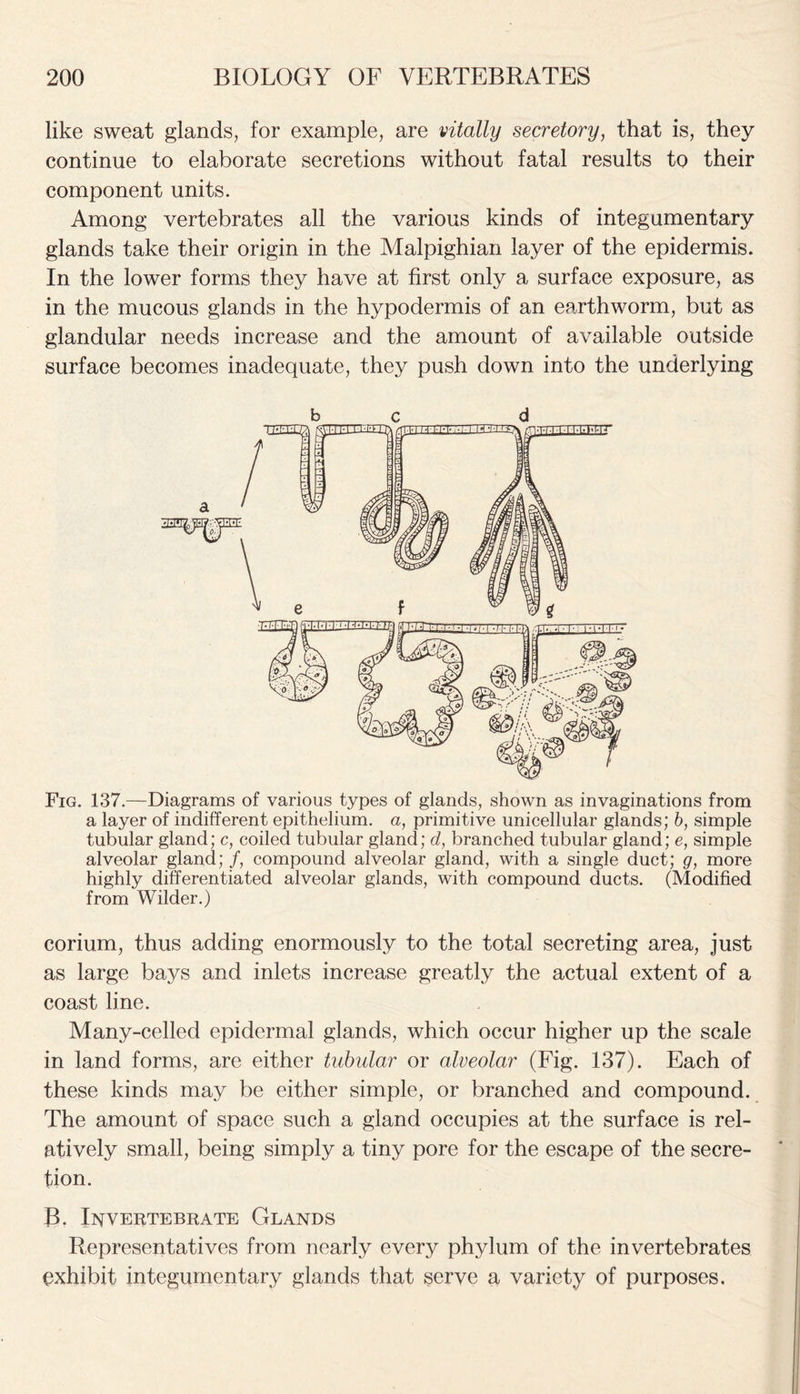 like sweat glands, for example, are vitally secretory, that is, they continue to elaborate secretions without fatal results to their component units. Among vertebrates all the various kinds of integumentary glands take their origin in the Malpighian layer of the epidermis. In the lower forms they have at first only a surface exposure, as in the mucous glands in the hypodermis of an earthworm, but as glandular needs increase and the amount of available outside surface becomes inadequate, they push down into the underlying be d Fig. 137.—Diagrams of various types of glands, shown as invaginations from a layer of indifferent epithelium, a, primitive unicellular glands; b, simple tubular gland; c, coiled tubular gland; d, branched tubular gland; e, simple alveolar gland; f, compound alveolar gland, with a single duct; g, more highly differentiated alveolar glands, with compound ducts. (Modified from Wilder.) corium, thus adding enormously to the total secreting area, just as large bays and inlets increase greatly the actual extent of a coast line. Many-celled epidermal glands, which occur higher up the scale in land forms, are either tubular or alveolar (Fig. 137). Each of these kinds may be either simple, or branched and compound. The amount of space such a gland occupies at the surface is rel- atively small, being simply a tiny pore for the escape of the secre- tion. B. Invertebrate Glands Representatives from nearly every phylum of the invertebrates exhibit integumentary glands that serve a variety of purposes.