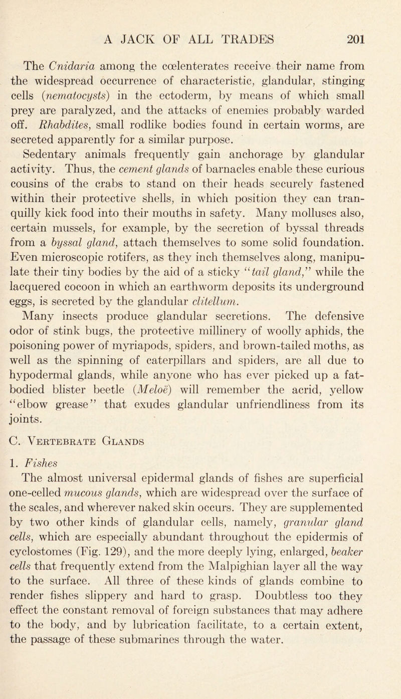 The Cnidaria among the coelenterates receive their name from the widespread occurrence of characteristic, glandular, stinging cells (nematocysts) in the ectoderm, by means of which small prey are paralyzed, and the attacks of enemies probably warded off. Rhabdites, small rodlike bodies found in certain worms, are secreted apparently for a similar purpose. Sedentary animals frequently gain anchorage by glandular activity. Thus, the cement glands of barnacles enable these curious cousins of the crabs to stand on their heads securely fastened within their protective shells, in which position they can tran- quilly kick food into their mouths in safety. Many molluscs also, certain mussels, for example, by the secretion of byssal threads from a byssal gland, attach themselves to some solid foundation. Even microscopic rotifers, as they inch themselves along, manipu- late their tiny bodies by the aid of a sticky “tail gland,” while the lacquered cocoon in which an earthworm deposits its underground eggs, is secreted by the glandular clitellum. Many insects produce glandular secretions. The defensive odor of stink bugs, the protective millinery of woolly aphids, the poisoning power of myriapods, spiders, and brown-tailed moths, as well as the spinning of caterpillars and spiders, are all due to hypodermal glands, while anyone who has ever picked up a fat- bodied blister beetle (Meloe) will remember the acrid, yellow “ elbow grease ” that exudes glandular unfriendliness from its joints. C. Vertebrate Glands 1. Fishes The almost universal epidermal glands of fishes are superficial one-celled mucous glands, which are widespread over the surface of the scales, and wherever naked skin occurs. They are supplemented by two other kinds of glandular cells, namely, granular gland cells, which are especially abundant throughout the epidermis of cyclostomes (Fig. 129), and the more deeply lying, enlarged, beaker cells that frequently extend from the Malpighian layer all the way to the surface. All three of these kinds of glands combine to render fishes slippery and hard to grasp. Doubtless too they effect the constant removal of foreign substances that may adhere to the body, and by lubrication facilitate, to a certain extent, the passage of these submarines through the water.