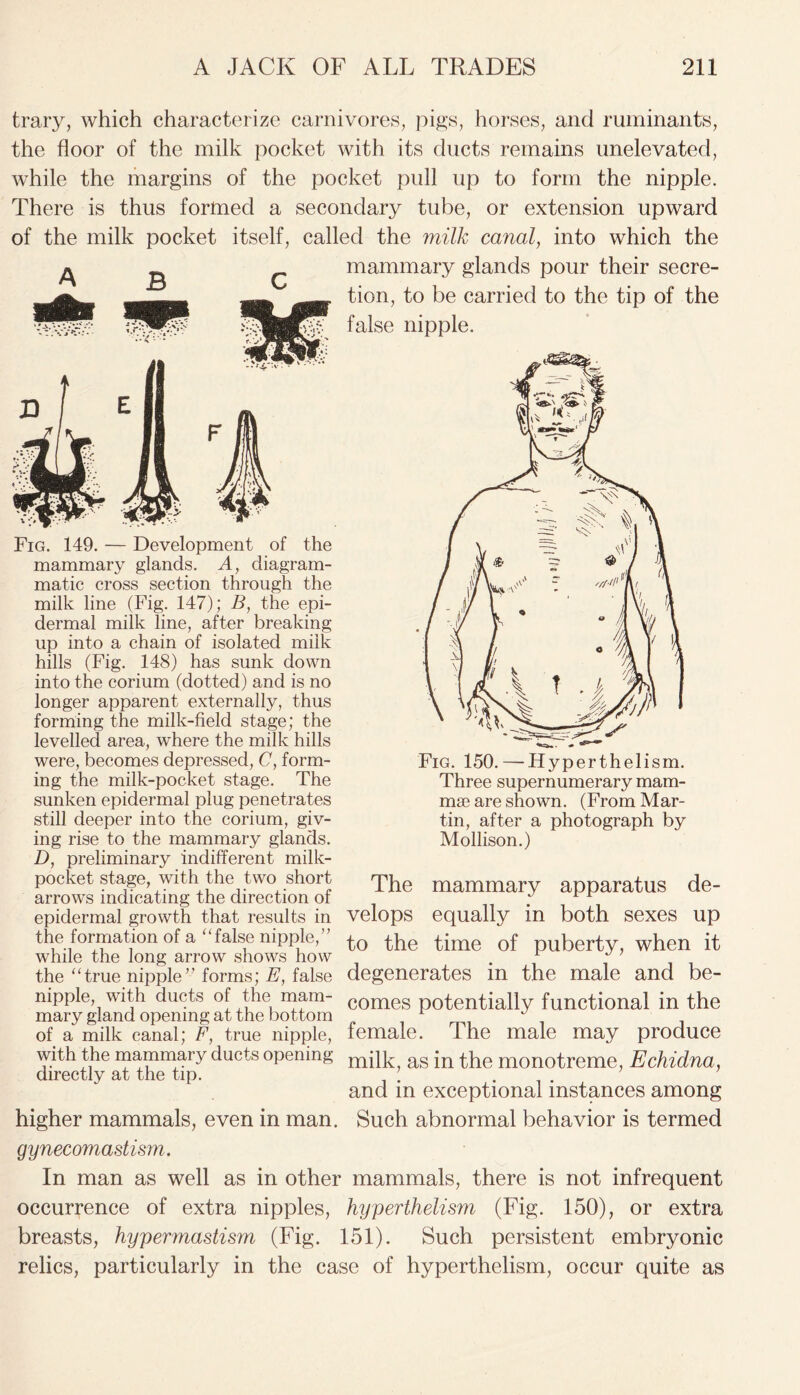 trary, which characterize carnivores, pigs, horses, and ruminants, the floor of the milk pocket with its ducts remains unelevated, while the margins of the pocket pull up to form the nipple. There is thus formed a secondary tube, or extension upward of the milk pocket itself, called the milk canal, into which the * n mammary glands pour their secre- Fig. 149. — Development of the mammary glands. A, diagram- matic cross section through the milk line (Fig. 147); B, the epi- dermal milk line, after breaking up into a chain of isolated milk hills (Fig. 148) has sunk down into the corium (dotted) and is no longer apparent externally, thus forming the milk-field stage; the levelled area, where the milk hills were, becomes depressed, C, form- ing the milk-pocket stage. The sunken epidermal plug penetrates still deeper into the corium, giv- ing rise to the mammary glands. D, preliminary indifferent milk- pocket stage, with the two short arrows indicating the direction of epidermal growth that results in the formation of a “false nipple,” while the long arrow shows how the “true nipple’’ forms; E, false nipple, with ducts of the mam- mary gland opening at the bottom of a milk canal; F, true nipple, with the mammary ducts opening directly at the tip. higher mammals, even in man. tion, to be carried to the tip of the false nipple. Fig. 150. — Hyperthelism. Three supernumerary mam- mae are shown. (From Mar- tin, after a photograph by Mollison.) The mammary apparatus de- velops equally in both sexes up to the time of puberty, when it degenerates in the male and be- comes potentially functional in the female. The male may produce milk, as in the monotreme, Echidna, and in exceptional instances among Such abnormal behavior is termed gynecomastism. In man as well as in other mammals, there is not infrequent occurrence of extra nipples, hyperthelism (Fig. 150), or extra breasts, hypermastism (Fig. 151). Such persistent embryonic relics, particularly in the case of hyperthelism, occur quite as