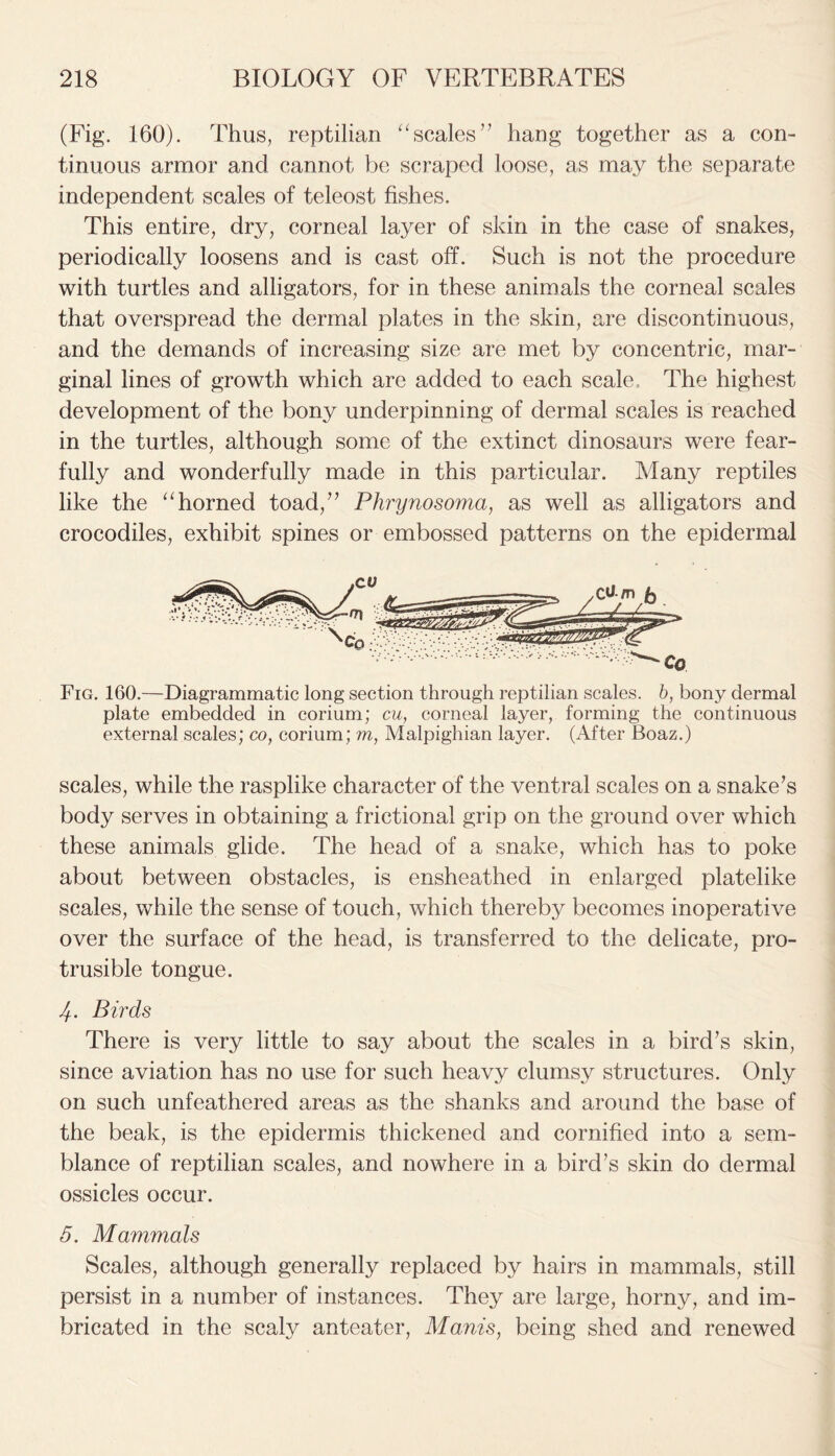 (Fig. 160). Thus, reptilian “scales” hang together as a con- tinuous armor and cannot be scraped loose, as may the separate independent scales of teleost fishes. This entire, dry, corneal layer of skin in the case of snakes, periodically loosens and is cast off. Such is not the procedure with turtles and alligators, for in these animals the corneal scales that overspread the dermal plates in the skin, are discontinuous, and the demands of increasing size are met by concentric, mar- ginal lines of growth which are added to each scale. The highest development of the bony underpinning of dermal scales is reached in the turtles, although some of the extinct dinosaurs were fear- fully and wonderfully made in this particular. Many reptiles like the “horned toad,” Phrynosoma, as well as alligators and crocodiles, exhibit spines or embossed patterns on the epidermal Fig. 160.—Diagrammatic long section through reptilian scales, b, bony dermal plate embedded in corium; cu, corneal layer, forming the continuous external scales; co, corium; m, Malpighian layer. (After Boaz.) scales, while the rasplike character of the ventral scales on a snake’s body serves in obtaining a frictional grip on the ground over which these animals glide. The head of a snake, which has to poke about between obstacles, is ensheathed in enlarged platelike scales, while the sense of touch, which thereby becomes inoperative over the surface of the head, is transferred to the delicate, pro- trusible tongue. 4-. Birds There is very little to say about the scales in a bird’s skin, since aviation has no use for such heavy clumsy structures. Only on such unfeathered areas as the shanks and around the base of the beak, is the epidermis thickened and cornified into a sem- blance of reptilian scales, and nowhere in a bird’s skin do dermal ossicles occur. 5. Mammals Scales, although generally replaced by hairs in mammals, still persist in a number of instances. They are large, horny, and im- bricated in the scaly anteater, Manis, being shed and renewed