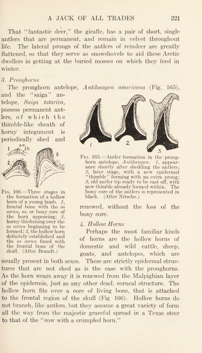 That “fantastic deer/’ the giraffe, has a pair of short, single antlers that are permanent, and remain in velvet throughout life. The lateral prongs of the antlers of reindeer are greatly flattened, so that they serve as snowshovels to aid these Arctic dwellers in getting at the buried mosses on which they feed in winter. 3. Pronghorns The pronghorn antelope, Antilocapra americana (Fig. 165), and the “ saiga ” an- telope, Saiga tatarica, possess permanent ant- lers, of which the thimble-like sheath of horny integument is periodically shed and Fig. 165.—Antler formation in the prong- horn antelope, Antilocapra. 1, appear- ance shortly after shedding the antlers; 2, later stage, with a new epidermal “thimble” forming with an extra prong; 3, old antler tip ready to be cast off, with new thimble already formed within. The bony core of the antlers is represented in black. (After Nitsche.) Fig. 166.—Three stages in the formation of a hollow horn of a young lamb. 1, frontal bone with the os cornu, os, or bony core of the horn appearing; 2, horny thickening over the os cornu beginning to be formed; 3, the hollow horn definitely established and the os cornu fused with the frontal bone of the skull. (After Brandt.) renewed, without the loss of the bony core. J. Hollow Horns Perhaps the most familiar kinds of horns are the hollow horns of domestic and wild cattle, sheep, goats, and antelopes, which are usually present in both sexes. These are strictly epidermal struc- tures that are not shed as is the case with the pronghorns. As the horn wears away it is renewed from the Malpighian layer of the epidermis, just as any other dead, corneal structure. The hollow horn fits over a core of living bone, that is attached to the frontal region of the skull (Fig 166). Hollow horns do not branch, like antlers, but they assume a great variety of form all the way from the majestic graceful spread in a Texas steer to that of the “cow with a crumpled horn.”