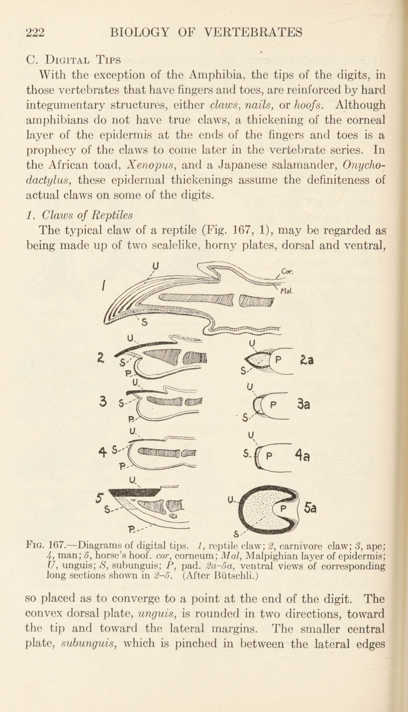 C. Digital Tips With the exception of the Amphibia, the tips of the digits, in those vertebrates that have fingers and toes, are reinforced by hard integumentary structures, either claws, nails, or hoofs. Although amphibians do not have true claws, a thickening of the corneal layer of the epidermis at the ends of the fingers and toes is a prophecy of the claws to come later in the vertebrate series. In the African toad, Xenopus, and a Japanese salamander, Onycho- dactylus, these epidermal thickenings assume the definiteness of actual claws on some of the digits. 1. Claws of Reptiles The typical claw of a reptile (Fig. 167, 1), may be regarded as being made up of two scalelike, horny plates, dorsal and ventral, Fig. 167.—Diagrams of digital tips. 1, reptile claw; 2, carnivore claw; 3, ape; 4, man; 5, horse’s hoof, cor, corneum; Mai, Malpighian layer of epidermis; U, unguis; S, subunguis; P, pad. 2a~5a, ventral views of corresponding long sections shown in 2-5. (After Biitschli.) so placed as to converge to a point at the end of the digit. The convex dorsal plate, unguis, is rounded in two directions, toward the tip and toward the lateral margins. The smaller central plate, subunguis, which is pinched in between the lateral edges