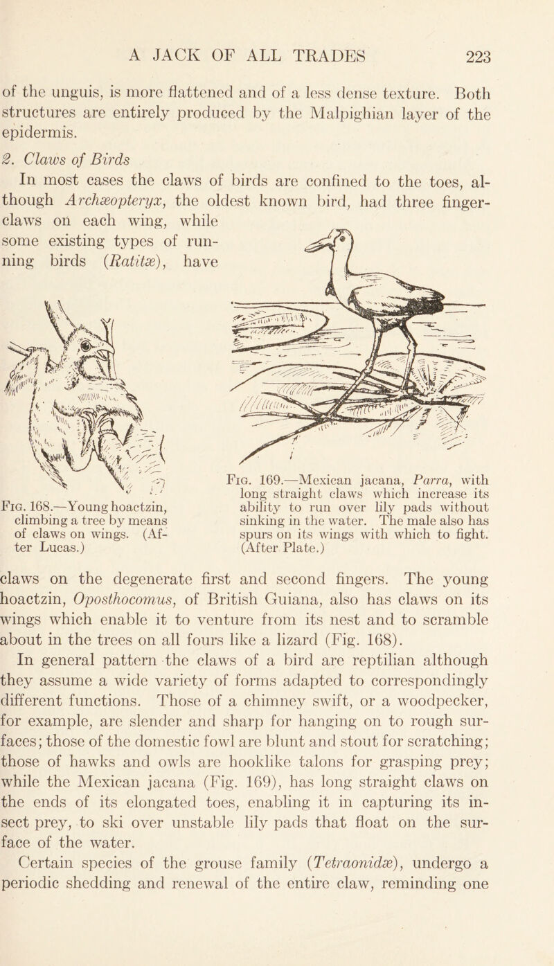 of the unguis, is more flattened and of a less dense texture. Both structures are entirely produced by the Malpighian layer of the epidermis. 2. Claws of Birds In most cases the claws of birds are confined to the toes, al- though Archxopteryx, the oldest known bird, had three finger- claws on each wing, while some existing types of run- ning birds (Ratitse), have Fig. 168.—Young hoactzin, climbing a tree by means of claws on wings. (Af- ter Lucas.) Fig. 169.—Mexican jacana, Parra, with long straight claws which increase its ability to run over lily pads without sinking in the water. The male also has spurs on its wings with which to fight. (After Plate.) claws on the degenerate first and second fingers. The young hoactzin, Oposthocomus, of British Guiana, also has claws on its wings which enable it to venture from its nest and to scramble about in the trees on all fours like a lizard (Fig. 168). In general pattern the claws of a bird are reptilian although they assume a wide variety of forms adapted to correspondingly different functions. Those of a chimney swift, or a woodpecker, for example, are slender and sharp for hanging on to rough sur- faces; those of the domestic fowl are blunt and stout for scratching; those of hawks and owls are hooklike talons for grasping prey; while the Mexican jacana (Fig. 169), has long straight claws on the ends of its elongated toes, enabling it in capturing its in- sect prey, to ski over unstable lily pads that float on the sur- face of the water. Certain species of the grouse family (Tetraonidx), undergo a periodic shedding and renewal of the entire claw, reminding one