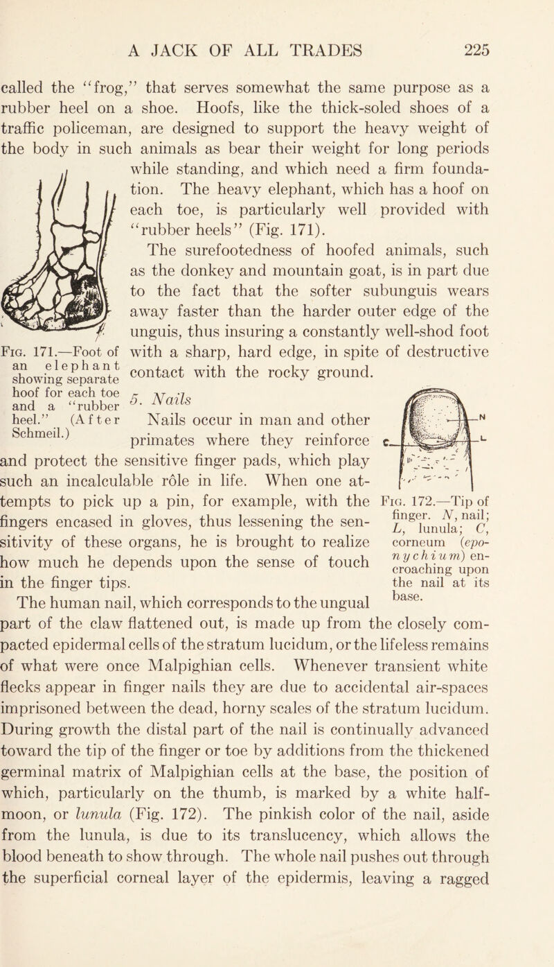 called the “frog,” that serves somewhat the same purpose as a rubber heel on a shoe. Lloofs, like the thick-soled shoes of a traffic policeman, are designed to support the heavy weight of the body in such animals as bear their weight for long periods while standing, and which need a firm founda- tion. The heavy elephant, which has a hoof on each toe, is particularly well provided with “rubber heels” (Fig. 171). The surefootedness of hoofed animals, such as the donkey and mountain goat, is in part due to the fact that the softer subunguis wears away faster than the harder outer edge of the unguis, thus insuring a constantly well-shod foot with a sharp, hard edge, in spite of destructive contact with the rocky ground. 5. Nails Nails occur in man and other primates where they reinforce and protect the sensitive finger pads, which play such an incalculable role in life. When one at- tempts to pick up a pin, for example, with the fingers encased in gloves, thus lessening the sen- sitivity of these organs, he is brought to realize how much he depends upon the sense of touch in the finger tips. The human nail, which corresponds to the ungual part of the claw flattened out, is made up from the closely com- pacted epidermal cells of the stratum lucidum, or the lifeless remains of what were once Malpighian cells. Whenever transient white flecks appear in finger nails they are due to accidental air-spaces imprisoned between the dead, horny scales of the stratum lucidum. During growth the distal part of the nail is continually advanced toward the tip of the finger or toe by additions from the thickened Fig. 171.—Foot of an elephant showing separate hoof for each toe and a “rubber heel.” (After Schmeil.) Fig. 172.—Tip of finger. N, nail; L, lunula; C, corneum (epo- nychium) en- croaching upon the nail at its base. germinal matrix of Malpighian cells at the base, the position of which, particularly on the thumb, is marked by a white half- moon, or lunula (Fig. 172). The pinkish color of the nail, aside from the lunula, is due to its translucency, which allows the blood beneath to show through. The whole nail pushes out through the superficial corneal layer of the epidermis, leaving a ragged