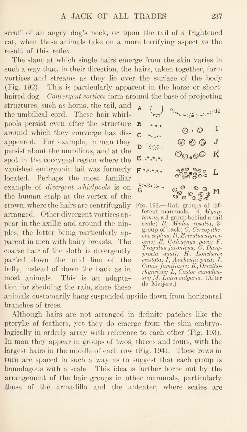 u ii scruff of an angry dog’s neck, or upon the tail of a frightened cat, when these animals take on a more terrifying aspect as the result of this reflex. The slant at which single hairs emerge from the skin varies in such a way that, in their direction, the hairs, taken together, form vortices and streams as they lie over the surface of the body (Fig. 192). This is particularly apparent in the horse or short- haired dog. Convergent vortices form around the base of projecting structures, such as horns, the tail, and the umbilical cord. These hair whirl- pools persist even after the structure around which they converge has dis- appeared. For example, in man they persist about the umbilicus, and at the spot in the coccygeal region where the vanished embryonic tail was formerly located. Perhaps the most familiar example of divergent whirlpools is on the human scalp at the vertex of the crown, where the hairs are centrifugally Fig. 193.—Hair groups of dif- arranged. Other divergent vortices ap- “3-group behind 2 t’iii £ C 0 E ® % 8 « * F 1 G ' ’ ’ © • O 1 © © <5 J ©©•©© K ®> © cPf-x © © (g> M scale; B, Midas rosalia, 3- group of back; C, Cercopithe- cus cephus; D, Ericulus nigres- cens; E, Coelogenys paca; F, Tragulus javonicus; G, Dasy- procta aguti; H, Loncheres cristata; /, Auchenia paca; J, Canis familiaris; K, Ornitho- rhynchus; L, Castor canaden- sis; M, Lutra vulgaris. (After de Meijere.) pear in the axillae and around the nip- ples, the latter being particularly ap- parent in men with hairy breasts. The coarse hair of the sloth is divergently parted down the mid line of the belly, instead of down the back as in most animals. This is an adapta- tion for shedding the rain, since these animals customarily hang suspended upside down from horizontal branches of trees. Although hairs are not arranged in definite patches like the pterylse of feathers, yet they do emerge from the skin embryo- logically in orderly array with reference to each other (Fig. 193). In man they appear in groups of twos, threes and fours, with the largest hairs in the middle of each row (Fig. 194). These rows in turn are spaced in such a way as to suggest that each group is homologous with a scale. This idea is further borne out by the arrangement of the hair groups in other mammals, particularly those of the armadillo and the anteater, where scales are