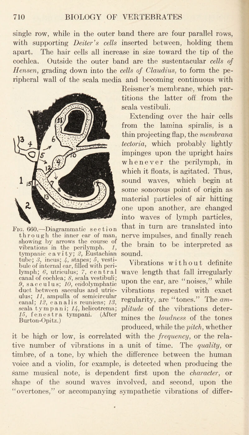 single row, while in the outer band there are four parallel rows, with supporting Deiter's cells inserted between, holding them apart. The hair cells all increase in size toward the tip of the cochlea. Outside the outer band are the sustentacular cells of Hensen, grading down into the cells of Claudius, to form the pe- ripheral wall of the scala media and becoming continuous with Reissner’s membrane, which par- titions the latter off from the scala vestibuli. Extending over the hair cells from the lamina spiralis, is a thin projecting flap, the membrana tectoria, which probably lightly impinges upon the upright hairs whenever the perilymph, in which it floats, is agitated. Thus, sound waves, which begin at some sonorous point of origin as material particles of air hitting one upon another, are changed into waves of lymph particles, that in turn are translated into nerve impulses, and finally reach the brain to be interpreted as sound. Vibrations without definite wave length that fall irregularly upon the ear, are “noises,” while vibrations repeated with exact regularity, are “tones.” The am- plitude of the vibrations deter- mines the loudness of the tones produced, while the pitch, whether it be high or low, is correlated with the frequency, or the rela- tive number of vibrations in a unit of time. The quality, or timbre, of a tone, by which the difference between the human voice and a violin, for example, is detected when producing the same musical note, is dependent first upon the character, or shape of the sound waves involved, and second, upon the “overtones,” or accompanying sympathetic vibrations of differ- Fig. 660.—Diagrammatic section through the inner ear of man, showing by arrows the course of vibrations in the perilymph. 1, tympanic cavity; 2, Eustachian tube; 3, incus; 4, stapes; 5, vesti- bule of internal ear, filled with peri- lymph; 6, utriculus; 7, central canal of cochlea; 8, scala vestibuli; 9, sacculus; 10, endolymphatic duct between sacculus and utric- ulus; 11, ampulla of semicircular canal; 12, canal is reuniens; 13, scala tympani; 14, helicotrema; 15, fenestra tympani. (After Burton-Opitz.)